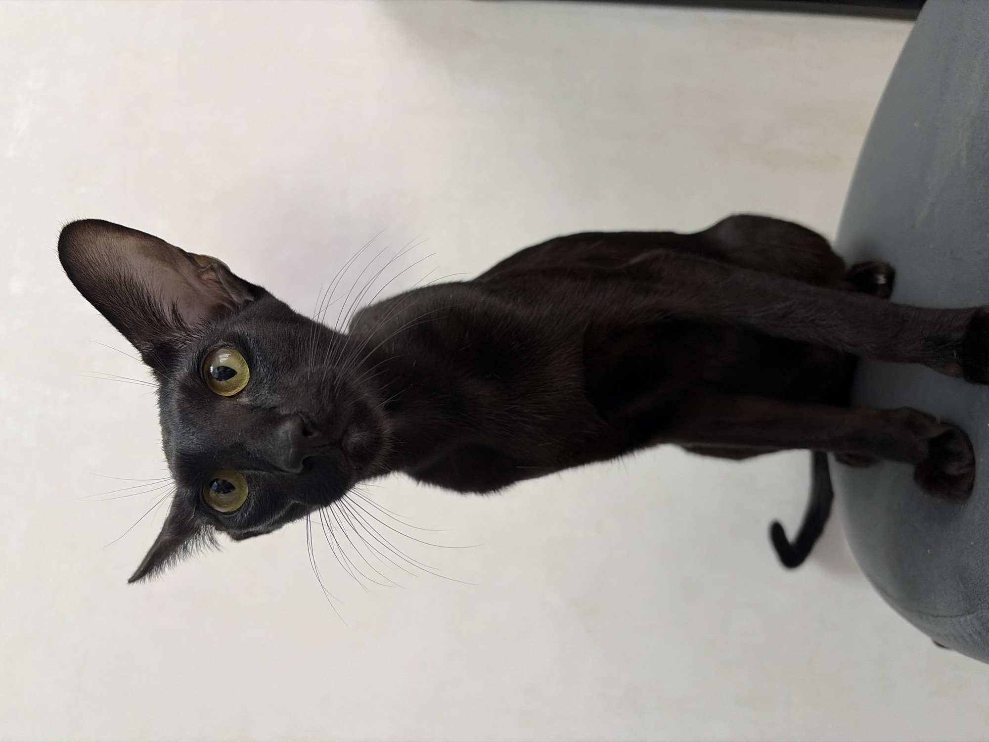 A black Oriental Shorthair cat is sitting on a gray cushioned surface. The cat has large, pointed ears and bright yellow eyes. Its fur is short and sleek. The background is a plain, light-colored wall. There is no indication of the city of Chaikovsky, Russia in the image.