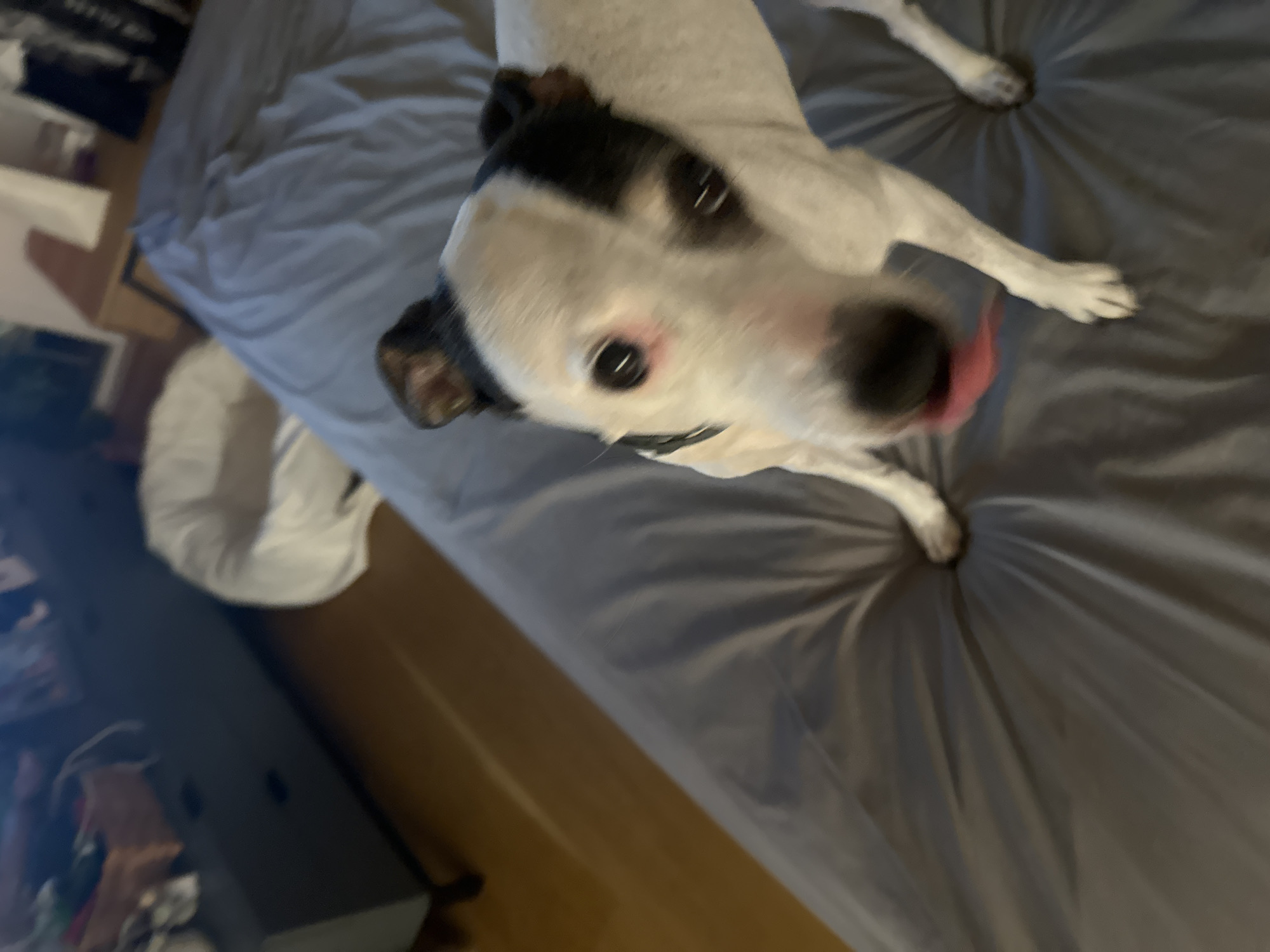 In an indoor setting, possibly a bedroom, a white and black dog with a pink tongue protruding is on a grey comforter. The dog's head is turned towards the camera, with its eyes open. To the left of the dog, a dark gray dresser with wooden legs is visible, and on top of it, a woven basket with items inside. Behind the dresser, a wooden floor can be seen. In the background, a white, beanbag-like chair is partially visible. The image does not contain information that allows for the determination of a specific location in Murcia, Spain.