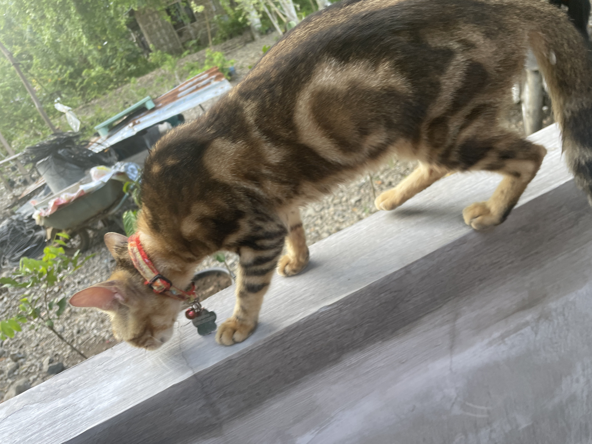 A brindle-patterned cat wearing a red collar with tags is standing on a gray surface. The background shows vegetation, scrap metal, and trash. The location is Hijo, Philippines.