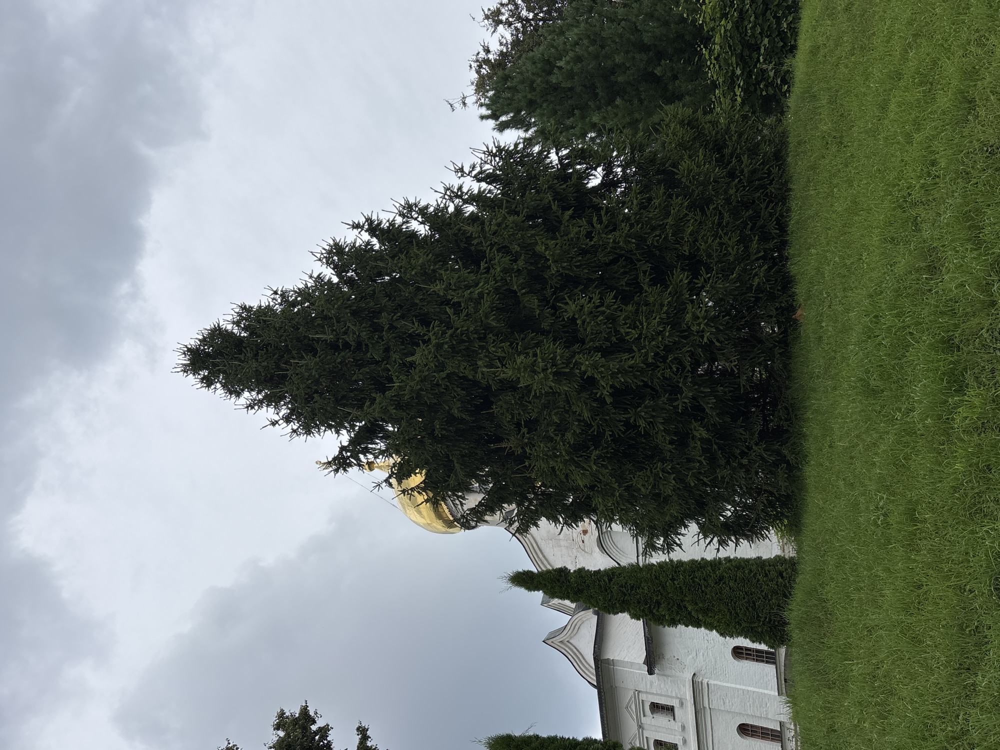 This is a medium-angle, exterior shot of the Savvino-Storozhevsky Monastery in Zvenigorod, Russia, on an overcast day. In the foreground, a lush green grassy slope ascends towards the middle ground. A large, dark green fir tree dominates the center of the frame, its branches reaching towards the sky. To the left of this fir tree, a narrow, dark green conical evergreen tree stands. Behind these trees, a portion of the monastery's white brick building is visible, featuring arched windows and decorative architectural details. A prominent golden dome, characteristic of Russian Orthodox churches, caps a section of the building. To the right of the main fir tree, more evergreen trees are visible, with a dense green bush line forming the background on the far right. The sky is filled with heavy, gray clouds, contributing to the subdued lighting of the scene. There are no people or animals visible in the image.