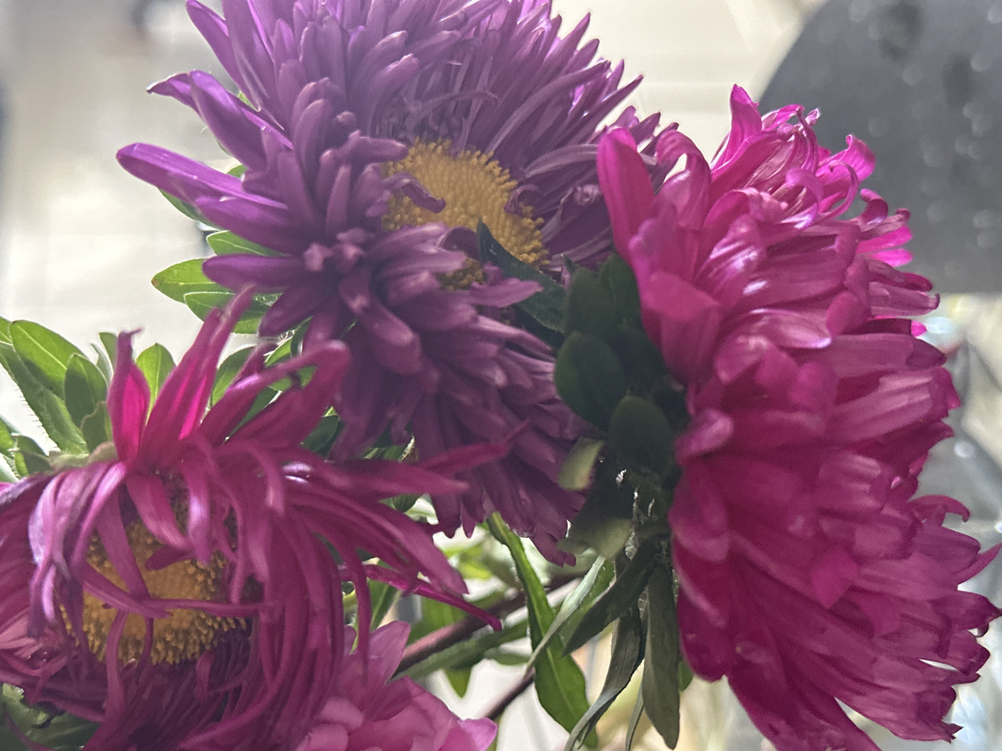 A close-up shot focuses on a bouquet of vibrant pink and purple asters. The flowers are in various stages of bloom, with delicate, layered petals. Some of the asters have bright yellow centers. Lush green leaves are interspersed among the flowers, adding a touch of contrast. The background is softly blurred, suggesting an indoor setting, possibly a windowsill or a table, with hints of natural light. There is no indication of the city of Nevinnomyssk, Russia, or any specific environmental details that would place it there. The image is static and captures the beauty of the floral arrangement.