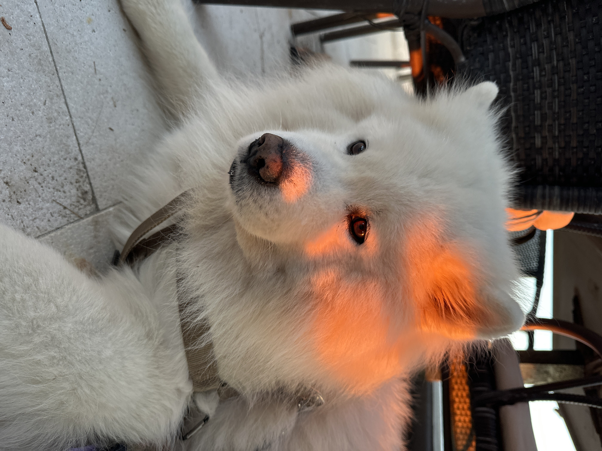A close-up, angled shot depicts a white Samoyed dog lying on a tile floor. The dog wears a brown collar. Part of a black wicker chair is visible in the background. The dog is illuminated by a warm, orange light. Based on the likely setting of the city of Bar, Montenegro, this could be an outdoor patio or terrace.