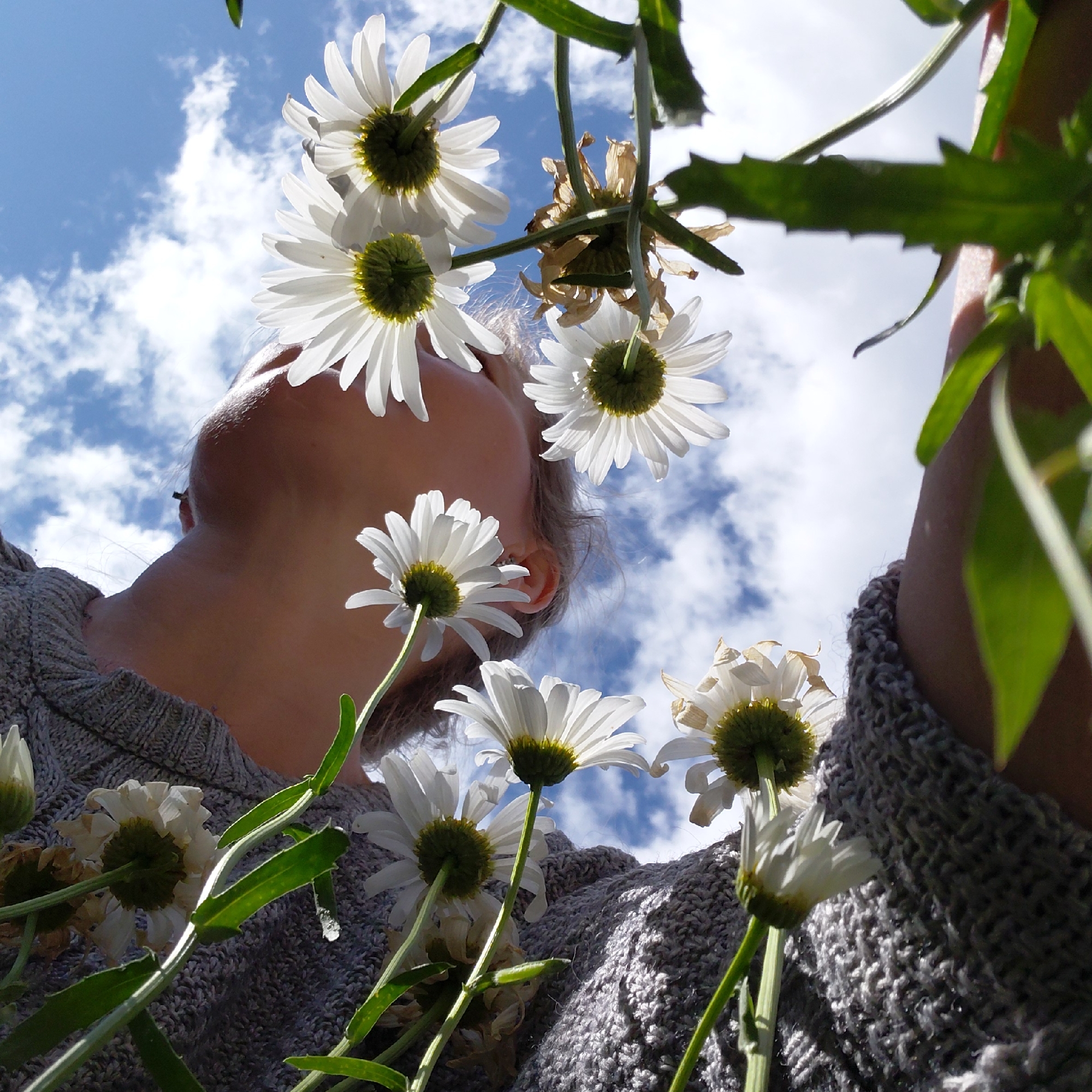 The image is a low-angle shot of a person looking up at the sky through a bouquet of daisies. The person's head and shoulder are visible, and they are wearing a grey knitted sweater. The daisies are white with yellow centers, and some of them are in focus while others are blurred. The background is a bright blue sky with scattered white clouds. The photo appears to have been taken outdoors on a sunny day.
There is no information in the image that would suggest it was taken in Novosibirsk, Russia. The image does not contain any identifiable landmarks or cultural references specific to that city.
