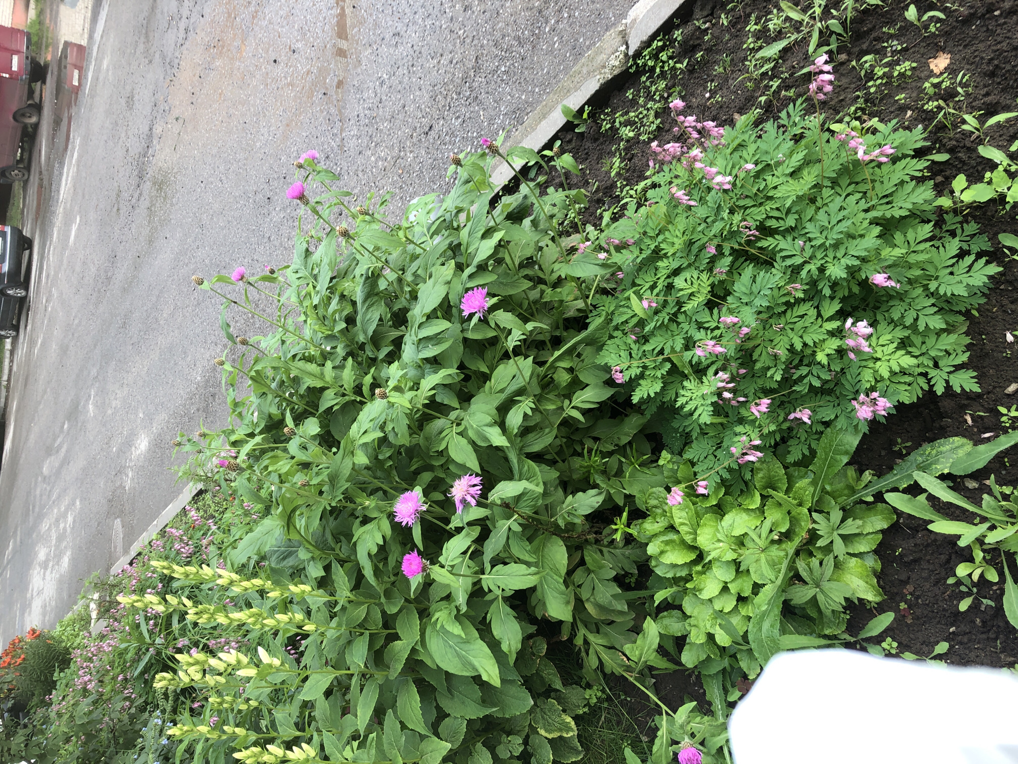 The image shows a patch of flowers alongside a paved road. The flowers are primarily a mix of pink and yellow, with some green foliage visible. The road appears wet, suggesting recent rain. In the background, a red van is parked on the side of the road. The context suggests this is a street scene in a city. The specific location of Solikamsk, Russia, cannot be determined from the visual information alone.
