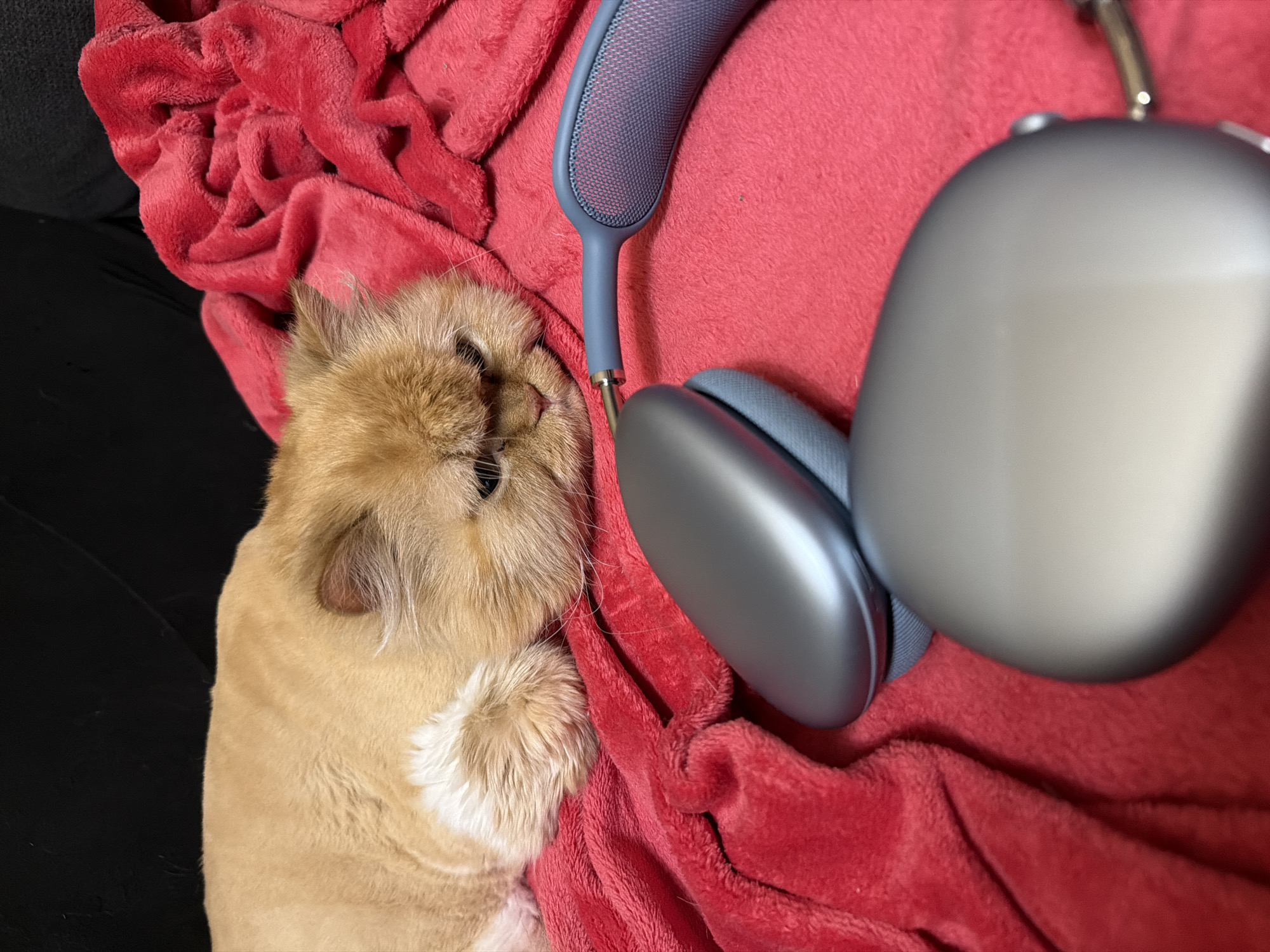 The image displays an indoor scene featuring a light orange-ginger domestic cat resting on a rumpled red fleece blanket. The cat's fur appears recently trimmed or shaved on its body, while its face and paws retain longer fur. Its eyes are partially closed, indicating a state of rest or sleep, and its whiskers are visible. Positioned next to the cat on the same red blanket are a pair of silver-grey over-ear headphones, featuring a light blue mesh headband, consistent with Apple AirPods Max headphones. One earcup is prominently visible in the foreground, with the other partially obscured. The background behind the cat and blanket is a dark, indistinct upholstered surface, likely a sofa or chair. No visual information within the image indicates its location in the city of Sofia, Bulgaria.