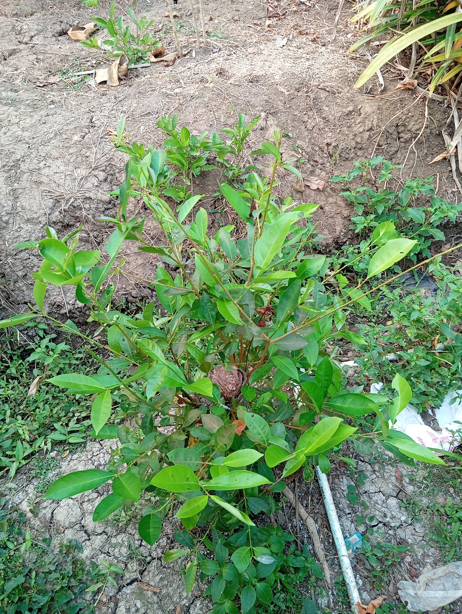 A medium shot shows a young, leafy green plant growing in dry, cracked earth. The plant has several branches with oval-shaped leaves, and a small, brown, seed-like object is visible near the center of the plant. The ground around the plant is dry and dusty, with some scattered dry leaves and thin, wispy weeds. To the right of the plant, a white plastic tube with blue markings lies on the ground. In the background, there is more dry earth and some taller, dry vegetation. The scene appears to be an outdoor environment, possibly a garden or uncultivated area, in Sudikampiran, Indonesia.