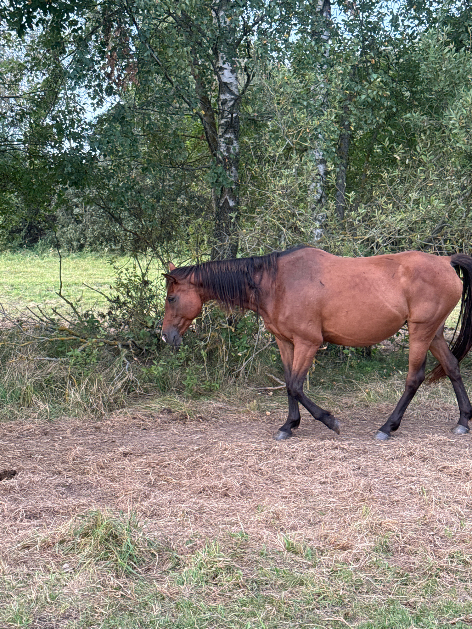 In Galinė, Lithuania, a brown horse walks through a field near a wooded area. The horse, facing left, has a dark mane and tail. Its body is a reddish-brown color, and its legs are black. The ground is covered in dry grass and some green patches. Behind the horse, there is a dense line of trees and bushes, including a prominent birch tree with its characteristic white bark. The background shows a field of green grass. The overall scene depicts a natural, rural environment.