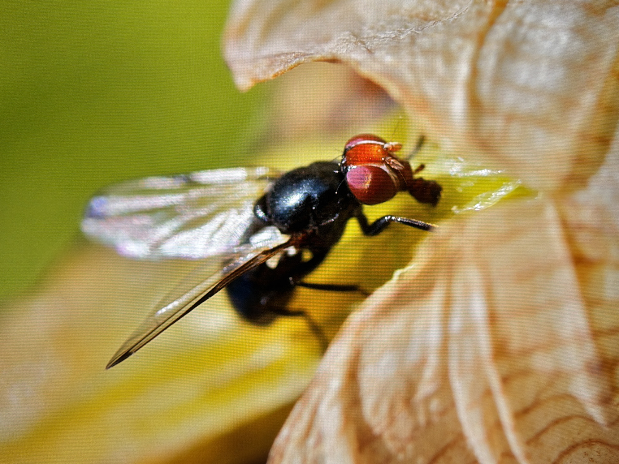 A macro photograph captures a black fly with large, red compound eyes perched on a yellow and beige flower petal, possibly a lily. The fly's wings are translucent, catching the light and revealing intricate veining. The background is a soft blur of green, suggesting foliage. The image is highly detailed, showcasing the textures of the fly's body and the flower. There is no indication of a specific location within Kyiv, Ukraine, as the scene is isolated to the insect and its immediate surroundings. The focus is entirely on the natural elements, with no human presence or urban features visible.