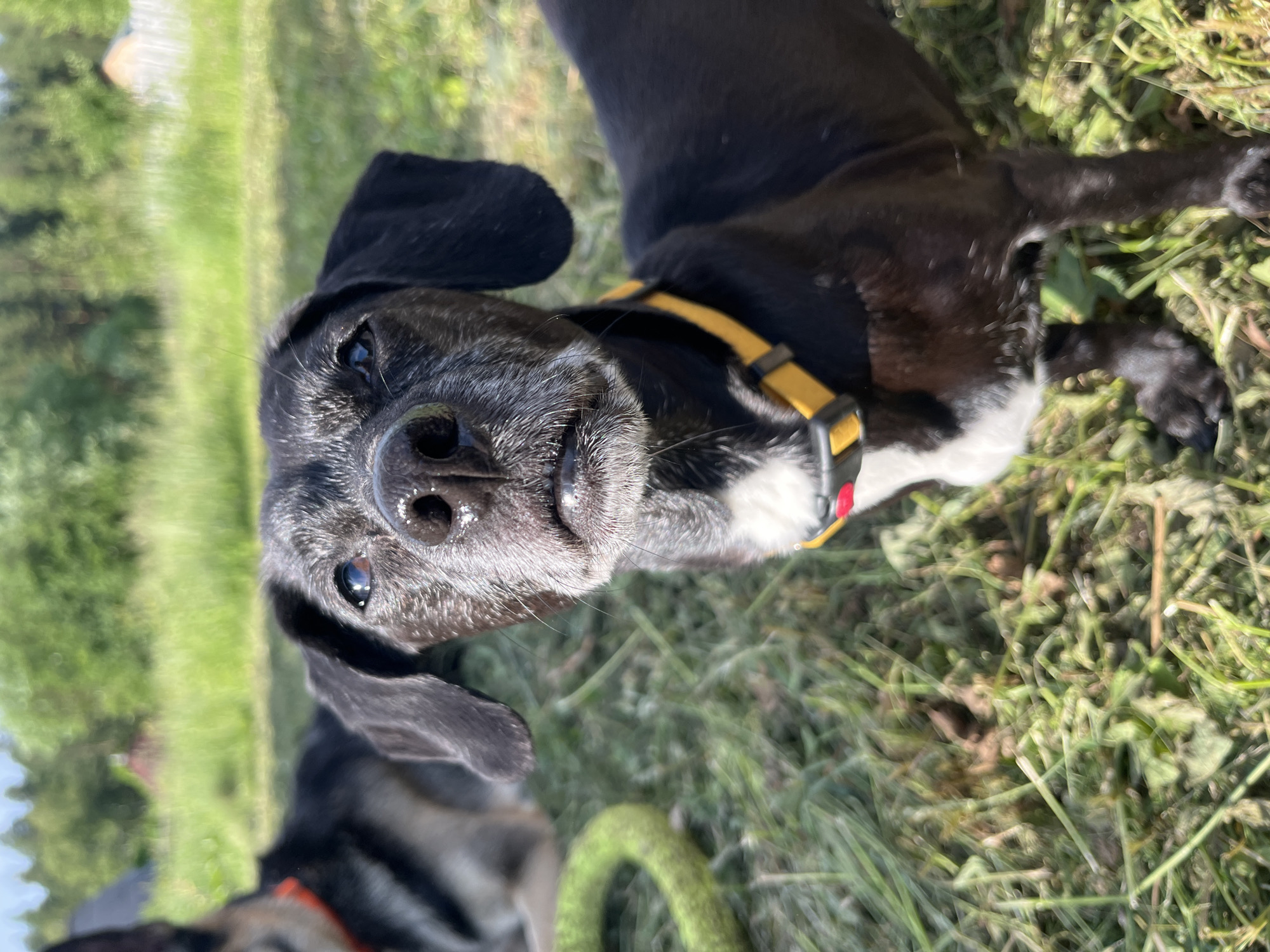 A close-up shot focuses on the head and chest of a black and white dog outdoors. The dog has grey hairs around its muzzle and ears. It is wearing a yellow collar with a red buckle. In the background, another dog, possibly a German Shepherd, is lying down in the grass. A green dog toy is visible on the ground to the left. The setting appears to be a grassy area with trees and foliage in the distance, suggesting a park or natural environment. There is no indication of the city of Nizhny Tagil, Russia, or any specific urban elements in the image.