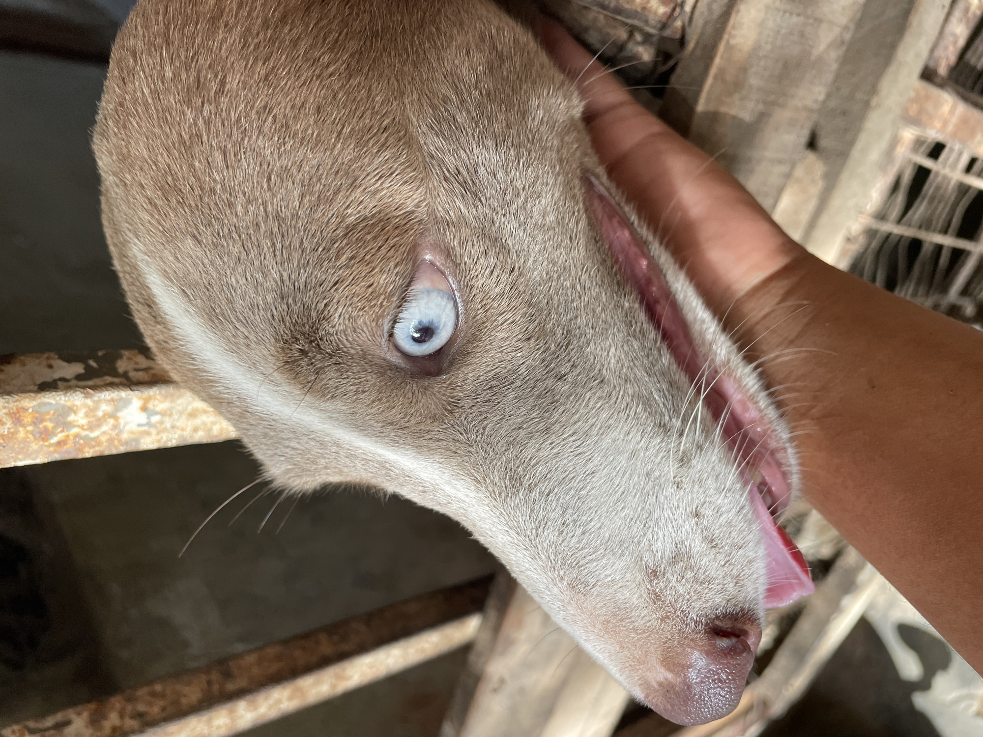 A close-up, downward-angled shot captures the head of a light brown and white dog with striking blue eyes. The dog is being held by a human hand, visible on the right side of the frame. The dog's nose is pink, and its mouth is slightly open, revealing a pink tongue. The surrounding environment includes what appears to be a rusted metal cage or enclosure, with wooden slats visible. The location and city are unknown.