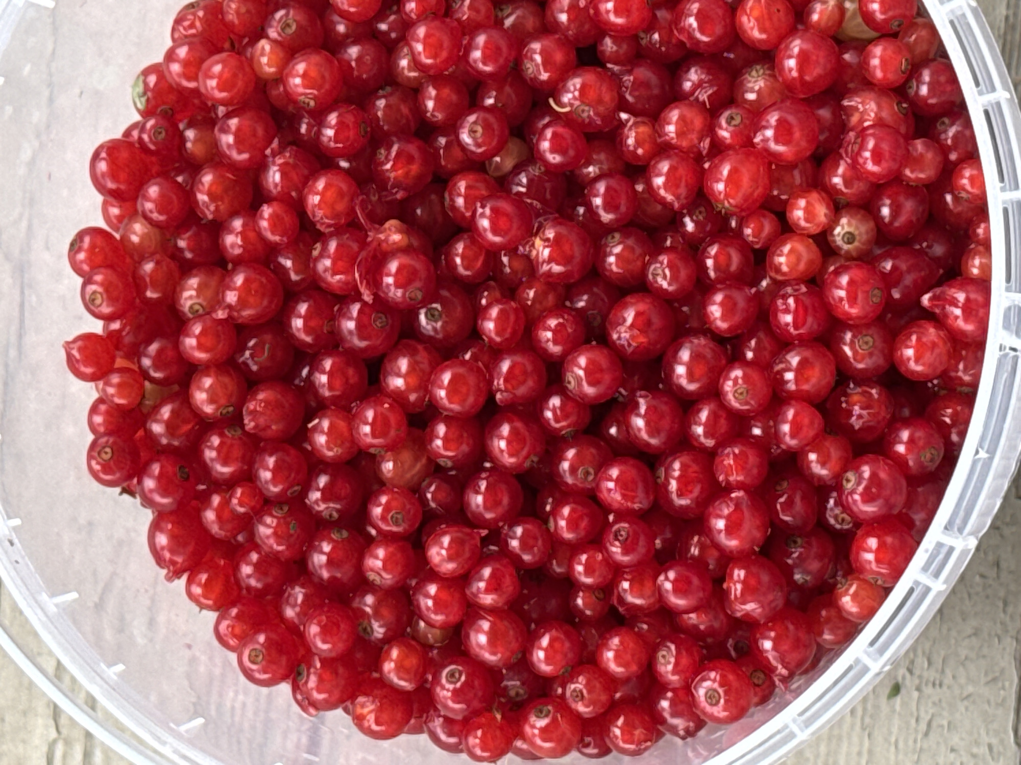 The image is a close-up, overhead shot of a clear plastic bucket overflowing with ripe red currants. The currants are small, round, and a vibrant red color, with some appearing slightly translucent due to their juiciness. They are densely packed within the bucket, obscuring the bottom and sides for the most part. A few stems and some leaves are visible amongst the berries. The bucket is partially visible at the edges of the frame, revealing its ribbed plastic texture and a clear, slightly opaque rim. The background appears to be a light-colored, textured surface, possibly wood or concrete, suggesting an outdoor setting. There are no people or animals present in the image. The location is in the city of Подолино Ст, Russia.