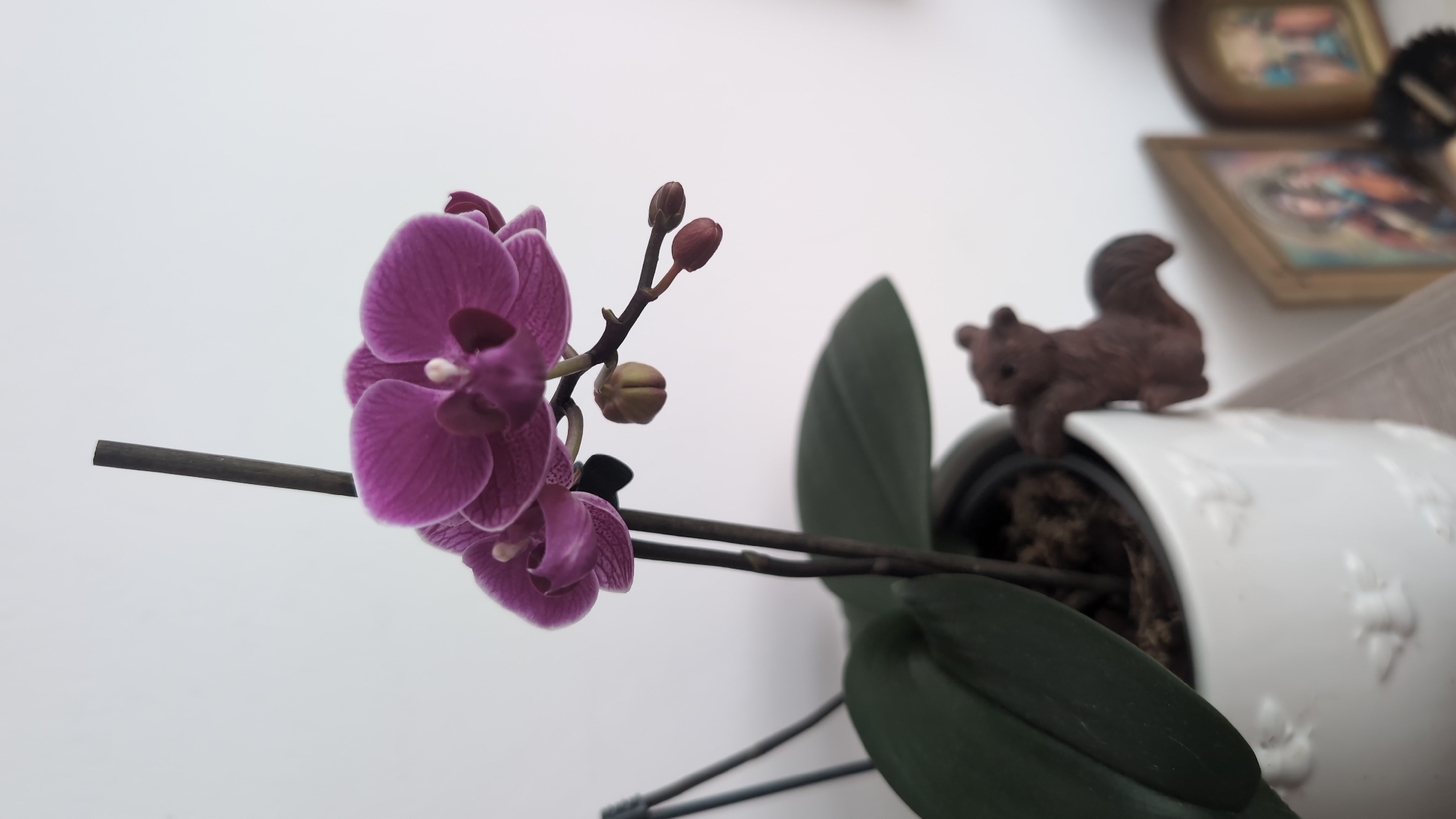 The image depicts a blooming orchid plant in a white decorative pot, situated indoors in the city of Burgas, Bulgaria. The orchid features multiple vibrant purple flowers with distinct darker centers and visible veining on the petals. Two unopened flower buds are present on the stem; one is yellowish-green and rounded, while the other is reddish-brown and elongated. A dark brown support stick extends vertically behind and above the flowers. Two broad, dark green leaves emerge from the potting medium, which appears to be dark and coarse. The white ceramic pot displays a raised, repetitive pattern, possibly of cherubs or angels. A small, brown squirrel figurine is perched on the right rim of the pot, positioned as if climbing. The background consists of a plain, light-colored wall. Below and to the right of the pot, a light-colored surface is visible, and further in the blurred background, several framed objects, possibly small religious icons with gilded frames, are discernible against the wall. A dark, out-of-focus structure is partially visible on the far left.