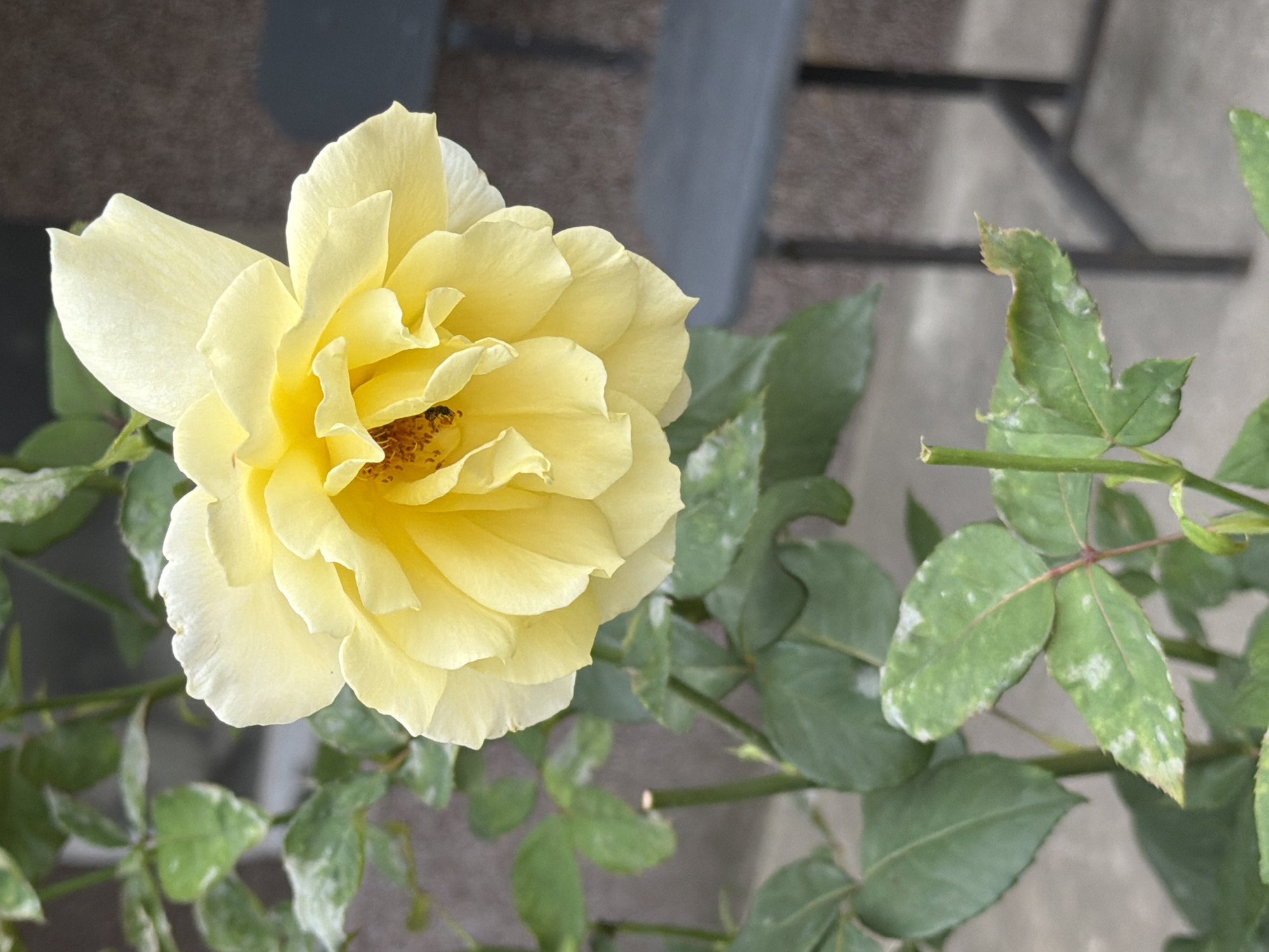 A close-up, eye-level shot shows a vibrant yellow rose in bloom, its petals unfurling in delicate layers. The rose is positioned slightly to the left of the frame, with its center filled with a rich, golden hue. A small insect, possibly a bee, is visible within the center of the flower, suggesting pollination activity. The rose is part of a plant with lush, green leaves, some of which exhibit white powdery mildew. The background is softly blurred, revealing a textured, brownish wall and the dark silhouette of outdoor furniture, likely a chair and table, suggesting an urban or suburban garden setting in Pazardzhik, Bulgaria. The lighting is natural, casting soft shadows and highlighting the texture and color of the rose.