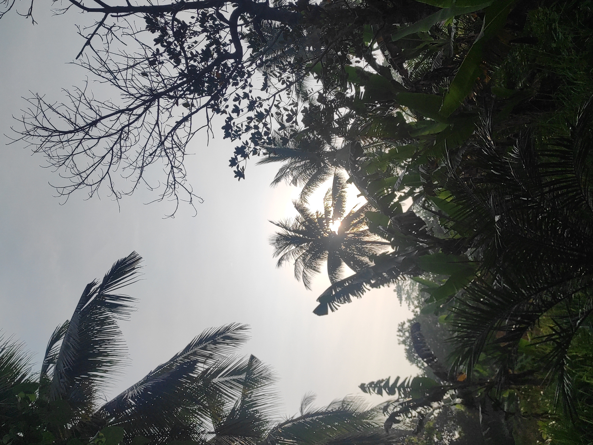 The image presents an upward view into a dense tropical tree canopy against a bright, hazy sky. Various types of foliage create a layered silhouette effect, intensely backlit by the sun. In the upper left quadrant, the intricate, bare branches of a deciduous tree are sharply outlined, contrasting with the surrounding greenery. Adjacent to this, and extending across the top, are dark, leafy branches of other trees, some displaying smaller, dense foliage.
Several prominent palm trees, likely coconut palms, dominate the central and lower-left areas, with their distinctive fronds fanning out. The sun, appearing as a strong, starburst-like glare, peeks through the fronds of a palm tree in the upper-middle section, indicating a bright mid-day or early afternoon. The sky is a uniform light grey or white, suggesting clear but possibly hazy weather conditions. Large, dark green leaves, resembling those of banana plants or similar tropical flora, are visible throughout the denser parts of the canopy, especially on the right side of the frame. The scene captures the lush, vibrant natural environment typical of a tropical location such as Lhokseumawe, Indonesia. No human activity or visible text is present in the image.