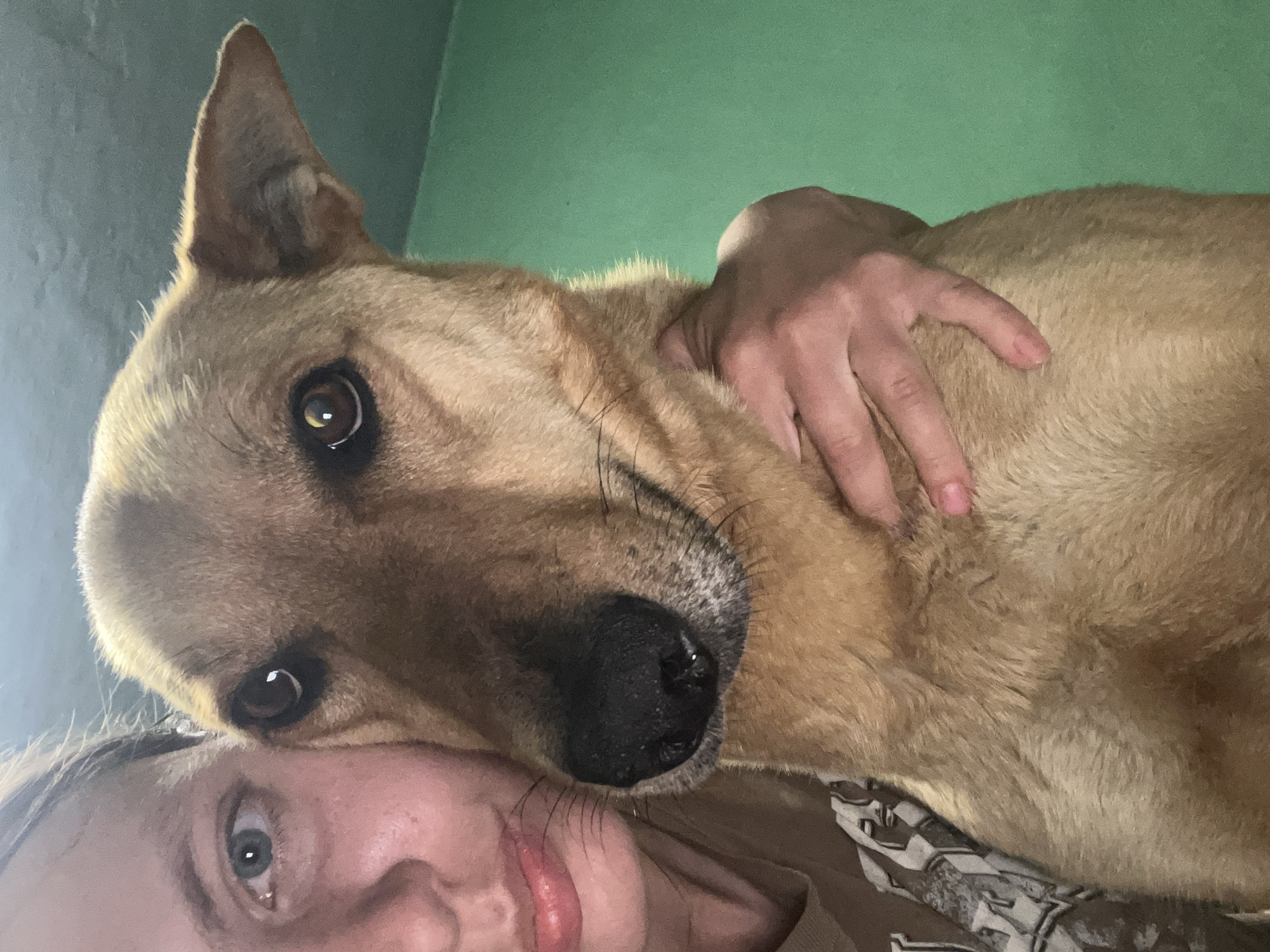 A close-up, high-angle portrait captures an affectionate moment between a person and a dog. A large dog, with tan and light brown fur, prominent erect ears, and dark, alert eyes, is positioned with its head resting on the person's forehead and cheek. A hand, likely belonging to the person, is gently petting the dog's back, visible through its fur. The dog's black nose and whiskers are prominent in the foreground, close to the person's mouth and chin. Only the top-left portion of the person's face is visible, showing a light-colored eye looking upwards and a slightly open mouth. The background consists of a plain wall, transitioning from a darker greyish-blue on the left to a light green on the right. The image conveys a sense of warmth and companionship between the subjects. The setting is indoors, with soft lighting, likely in a home in Nizhny Tagil, Russia. No visible text is present in the image.