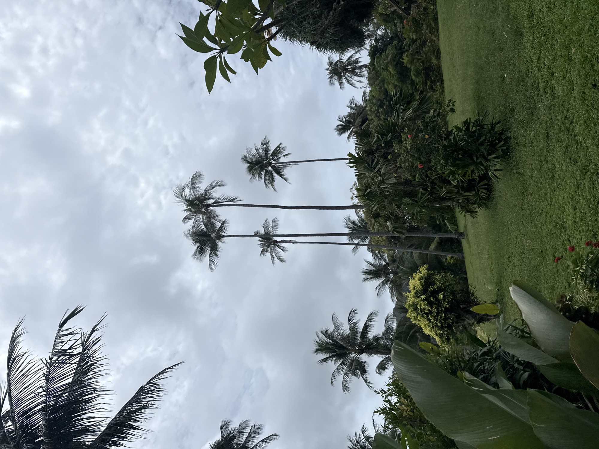 A vertical, medium shot captures a tropical landscape under a cloudy sky in Karon, Thailand. The foreground is dominated by lush green grass and large, dark green tropical leaves. In the mid-ground, a cluster of palm trees of varying heights stands tall, with one particularly slender and tall palm in the center-right, and another shorter, fuller palm slightly to its left. Behind these, a dense, dark green jungle-like foliage creates a textured backdrop. The sky is overcast with soft, diffused light. The overall impression is of a verdant, natural environment.