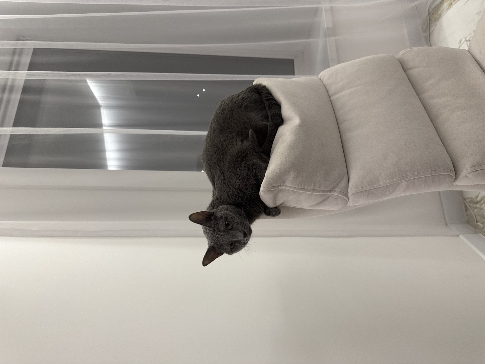 A gray cat is partially nestled in a light gray, multi-cushioned pet bed. The bed is resting on a surface, likely a couch. Behind the cat and bed is a window covered by sheer white curtains. The background is a plain, light-colored wall. The location is Молодёжный, Russia.