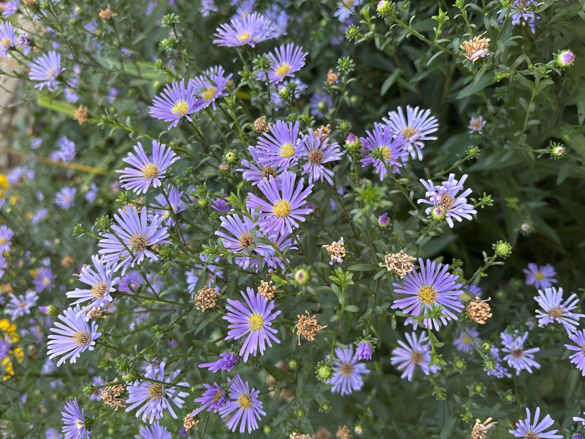 The image displays a dense cluster of purple asters in bloom, with some dry, brown seed heads interspersed. The flowers have numerous slender petals radiating from a yellow center. The foliage is dark green and leafy, forming a thick backdrop for the blossoms. The lighting suggests an outdoor setting, likely during daylight hours. There is no indication of the specific location within Naberezhnye Chelny, Russia, nor are there any people, actions, or interactions depicted. The scene is a naturalistic view of flowering plants.