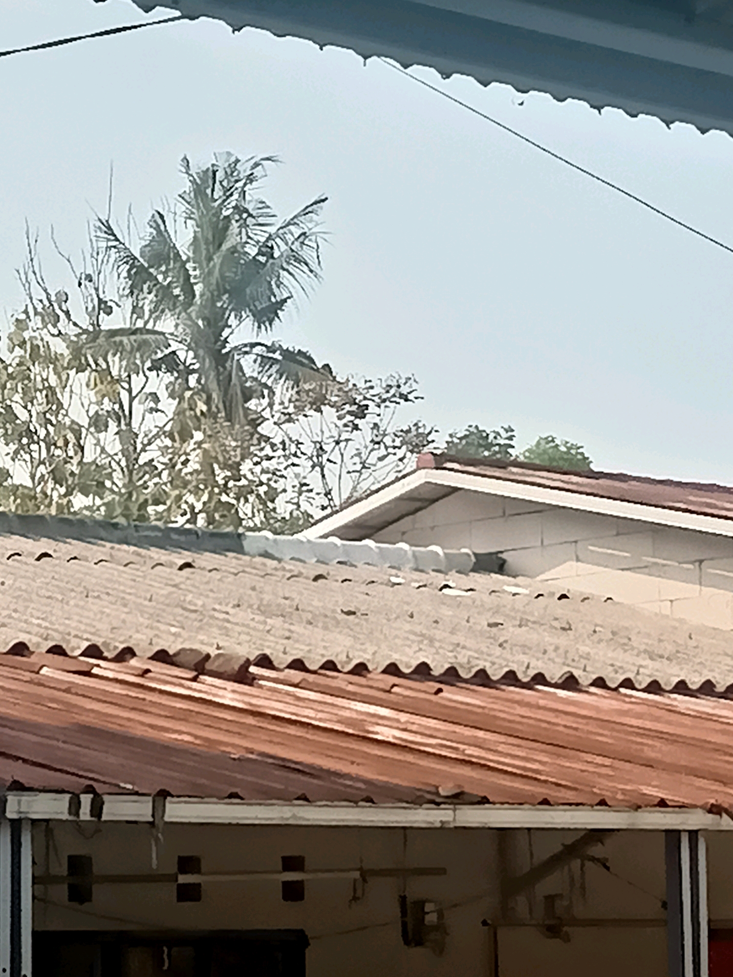 The image captures a view of rooftops with a tropical tree and sky in the background, likely from a residential area in Purwakarta, Indonesia. The foreground features two distinct rooflines. The closest roof is made of weathered, reddish-brown corrugated metal sheets, showing signs of age and some discoloration. Below this roof, a section of a building facade is visible, with white trim and dark rectangular openings, suggesting windows or ventilation. Behind this, a second roof, constructed from lighter-colored corrugated material, slopes upwards. This roof is partially obscured by lush green foliage and a tall palm tree with its characteristic fronds spread against a hazy, pale blue sky. The overall impression is one of a warm, possibly humid climate, with the architecture suggesting a typical Indonesian setting.