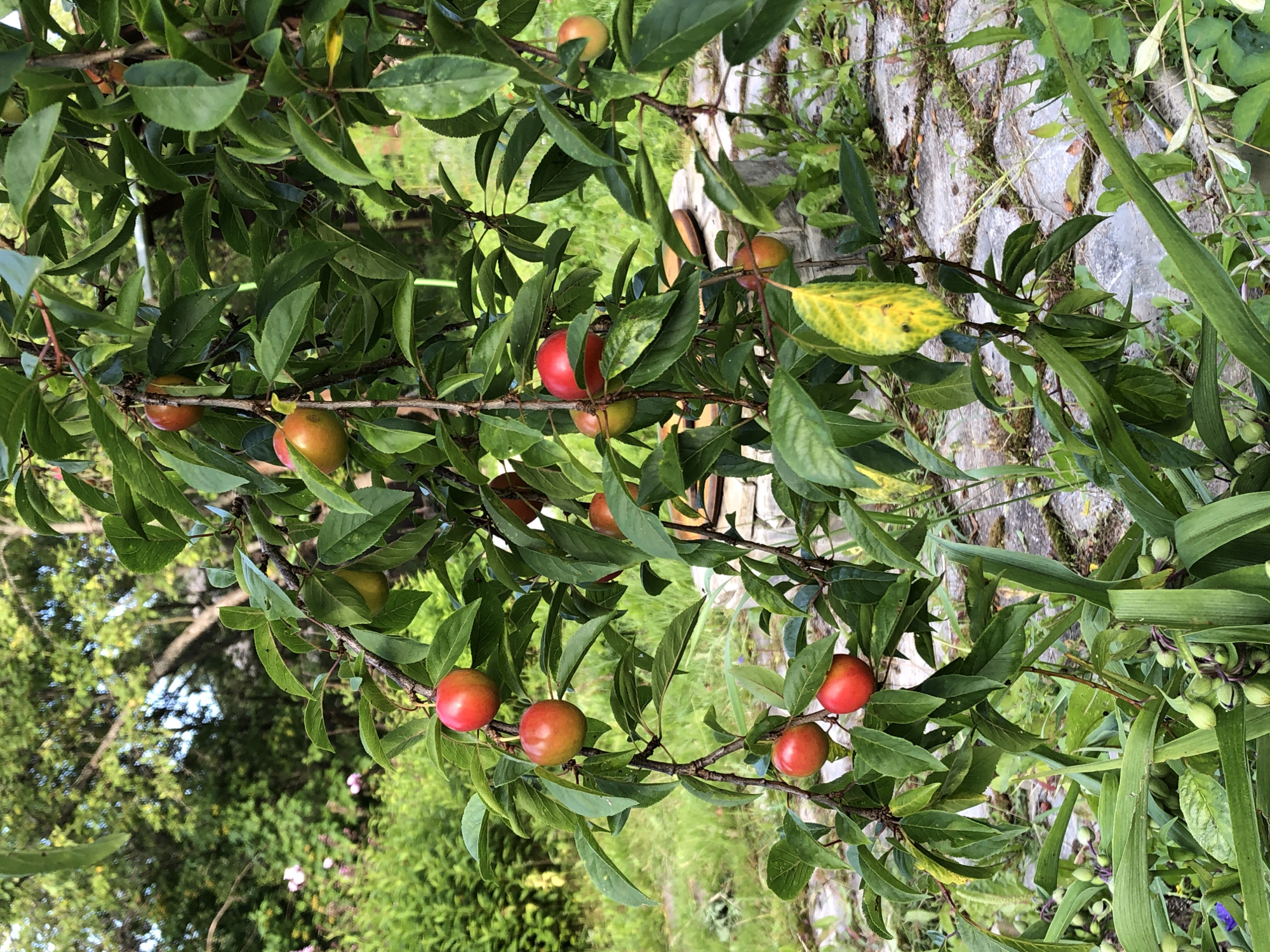 In the city of Krasnaya Presnya SNT, Russia, a plum tree is laden with ripe, red and reddish-yellow fruits. The tree's branches, adorned with lush green leaves, are heavy with the weight of the plums. Some plums are a deep red, while others are transitioning from green to red, indicating ripeness. The ground beneath the tree is covered with flagstone paving, interspersed with greenery and some dry leaves. In the background, more greenery and trees suggest a natural, possibly rural or suburban, setting. The scene captures a moment of natural abundance, with the fruit ready for harvest. There are no people visible in the image.