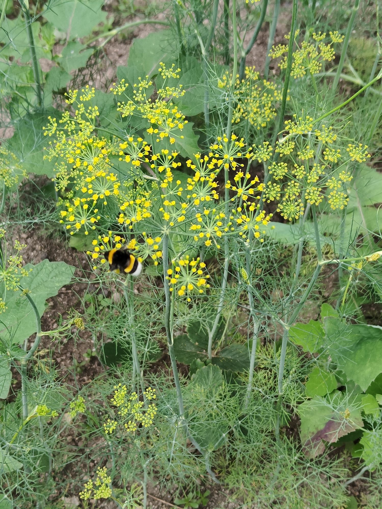 A bumblebee is visible in the center of the image, resting on a cluster of small yellow flowers on a dill plant. The dill plant has green stems and feathery leaves. The background is blurred, showing more dill plants and some larger green leaves, possibly from a different plant. The ground beneath the plants appears to be soil. The lighting suggests it is daytime. The image does not provide any specific information about the location within Jaña Būqtyrma, Kazakhstan.