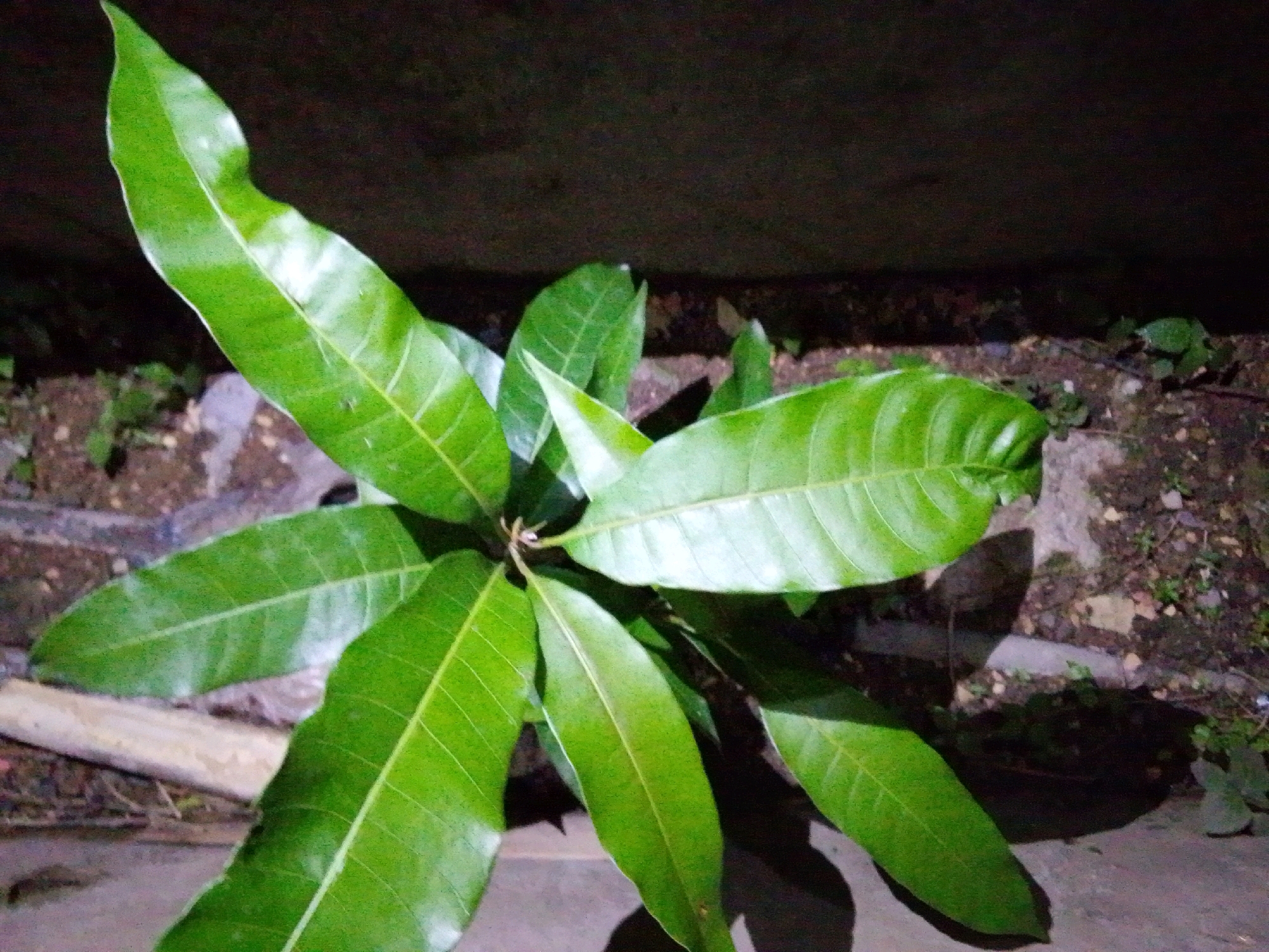 A young mango tree with several green leaves is pictured. The tree is located in a dimly lit outdoor area, possibly at night, with a dark, textured background that appears to be a wall or building. The ground around the tree is composed of soil, small stones, and some scattered organic debris. A light-colored, cylindrical object, possibly a piece of wood or bamboo, lies horizontally near the base of the tree. The overall lighting suggests artificial illumination, casting shadows on the ground. The image does not provide any specific geographical landmarks that would confirm its location in Serti, Nigeria.
