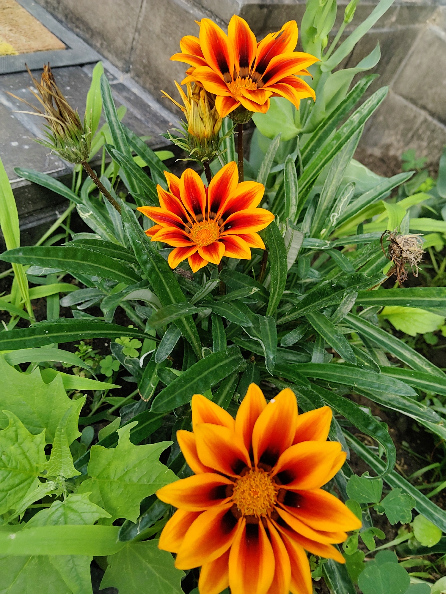 The image depicts a close-up view of several gazania flowers in bloom. The flowers are characterized by their vibrant orange and red petals, with dark markings near the center. The leaves are long, slender, and green, forming a dense cluster around the flowers. In the background, elements of an urban environment are visible, including a concrete structure and what appears to be a paved surface, possibly a walkway or a garden edge. There are also some dried seed heads, suggesting the natural life cycle of the plants. The lighting suggests it is daytime, with the sun illuminating the scene and highlighting the colors of the flowers. The context of Kharkiv, Ukraine, places this scene within a specific geographical and geopolitical setting, though the visual information itself does not directly indicate this location.
