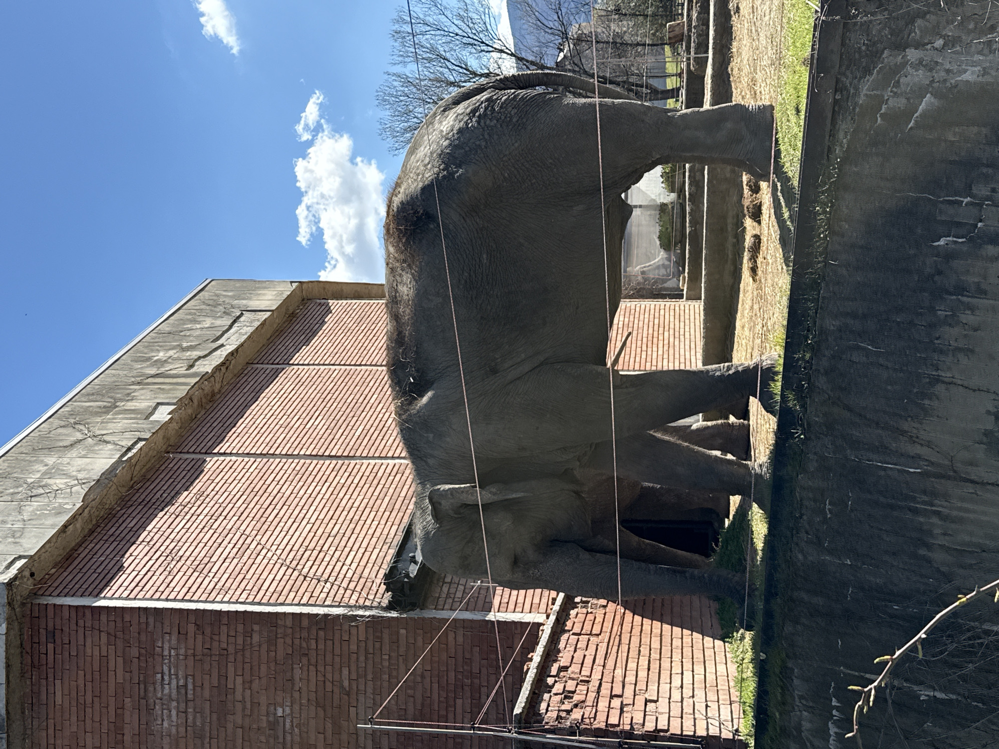 An elephant stands in an enclosure, its grey skin contrasting against the backdrop of a brick building and a blue sky with scattered clouds. The enclosure is partly bordered by a concrete wall, with a grassy area visible near the edge. Fences or barriers appear to be in place. The location is likely the Sofia Zoo in Bulgaria, as it is the only zoo in the city with elephants.