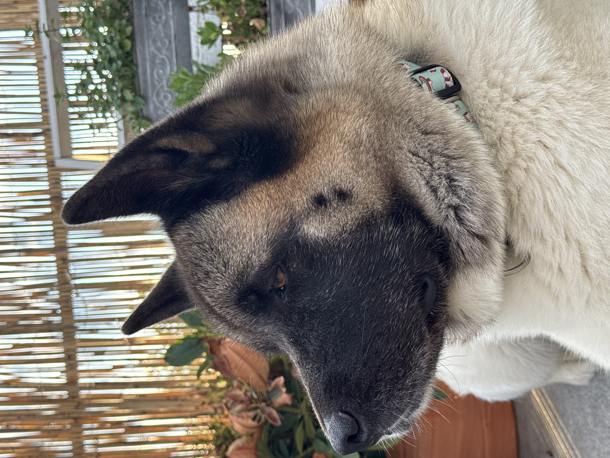 The image shows a close-up of an Akita dog's head and upper body, taken from a high angle. The dog has a distinctive facial mask with dark fur around its eyes and muzzle, contrasting with lighter fur on its forehead, cheeks, and body. Its ears are pointed and stand erect. The dog is wearing a light green collar with a pattern that appears to be small white cartoonish figures.
The background is slightly blurred but suggests an outdoor setting. To the left, there is a bamboo screen or fence, with hints of greenery and possibly foliage visible through the slats. Behind the dog and to the left, a portion of a decorative metal structure, perhaps a garden fence or railing, is visible, also partially obscured by greenery. The lighting suggests it might be daytime, possibly late afternoon given the warm tones.
The dog's head is tilted downwards and slightly to the right, with its eye visible and appearing to look downwards or to the side. The overall impression is of a calm or contemplative animal. No people are visible in the image. The setting appears to be a domestic outdoor space. There is no visible text in the image.