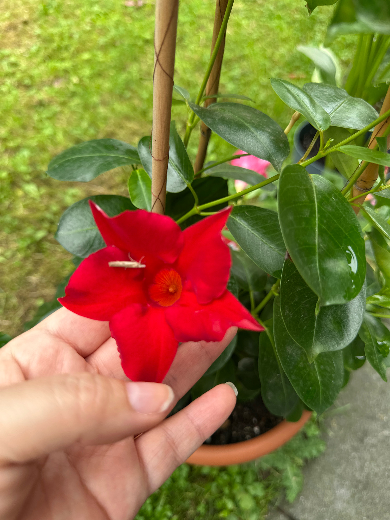 A person's hand is holding a red flower. The flower is a Mandevilla. A small insect is on the flower. The plant is in a pot. The pot is on the ground. The background is green grass and pavement. The image was taken in Krefeld, Germany.