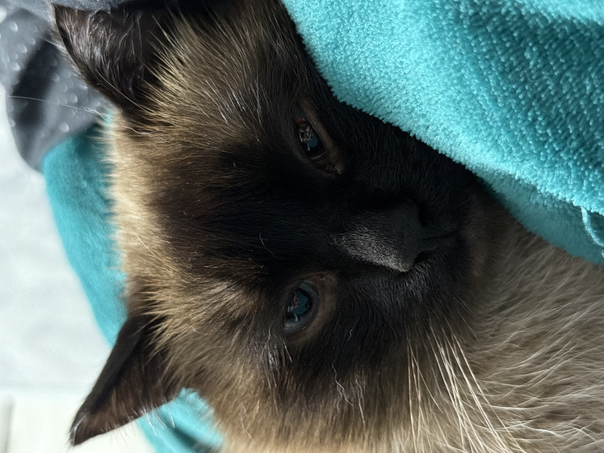 The image is a close-up of a Siamese cat's face, with its head resting on a teal-colored, fluffy blanket. The cat has dark brown points on its face, ears, and paws, with lighter brown fur on its body. Its eyes are partially closed, and its whiskers are long and white. The background is blurred and appears to be a light-colored surface. There is no indication of the cat's location in the city of Япрыково, Russia, or any people or actions.