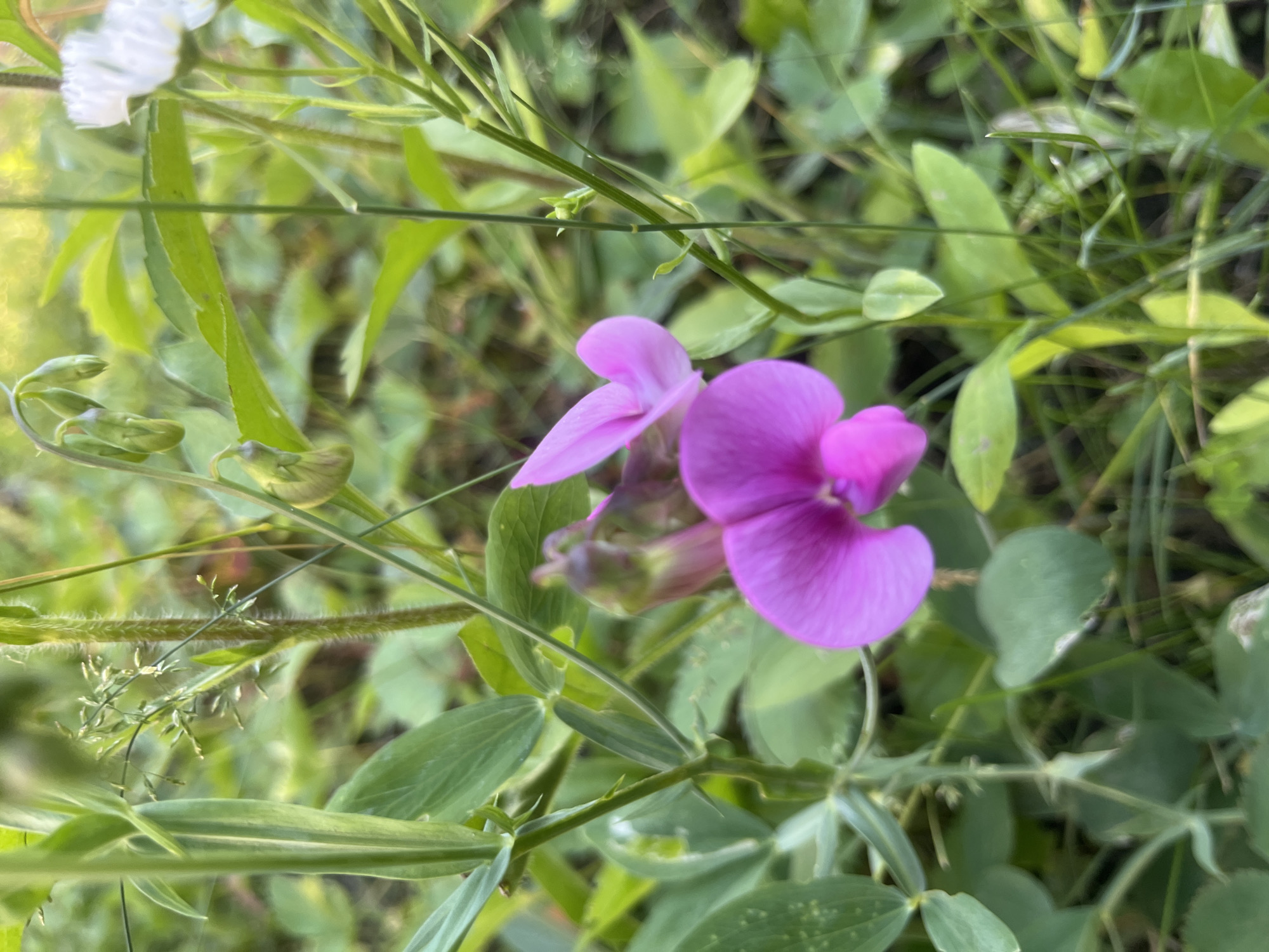 The image shows a close-up view of pink flowers and green foliage. The flowers are pea-like in shape with delicate petals. They are growing among lush green leaves and stems, suggesting a natural outdoor setting. The background is softly blurred, with hints of other plants and possibly sunlight filtering through. There are also some unopened buds visible on a stem. The overall scene is one of vibrant plant life, possibly in a garden or a wild meadow. The image does not contain any specific geographical markers to indicate its location in Voronezh, Russia.