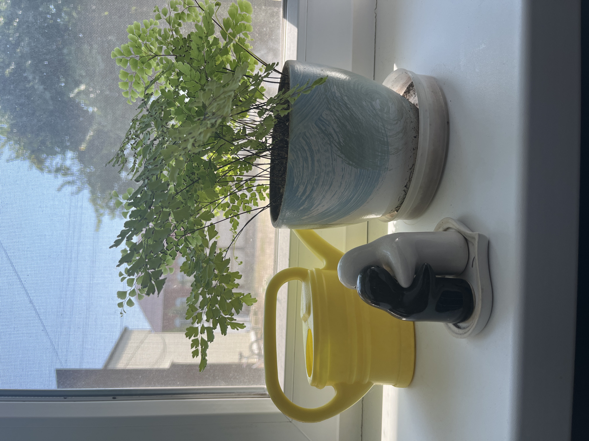 A bright, natural light illuminates a windowsill with several objects. In the foreground, a pair of salt and pepper shakers shaped like figures in an embrace stand on a small, heart-shaped ceramic dish. To the left, a vibrant yellow watering can with a curved handle and spout sits prominently. Behind these items, a potted plant with delicate, feathery green leaves occupies the center of the windowsill. The plant is housed in a round pot with a light blue and white swirled design. A matching saucer sits beneath the pot. The windowsill overlooks a residential area, with buildings and trees visible through a window screen. Sunlight casts shadows on the windowsill, suggesting it is daytime.