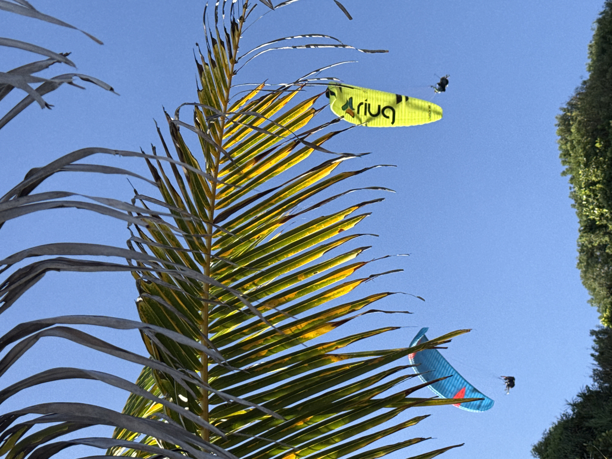 The photograph, taken from a low angle, features two paragliders in the sky above Kuta Selatan, Indonesia. A palm frond extends into the scene from the left, partially obscuring the sky. One paraglider has a yellow wing with the text "Ariug," while the other has a blue wing with red accents. Each paraglider is suspended below their respective wings. To the right of the frame, a green leafy tree is visible. The sky is blue and cloudless.
