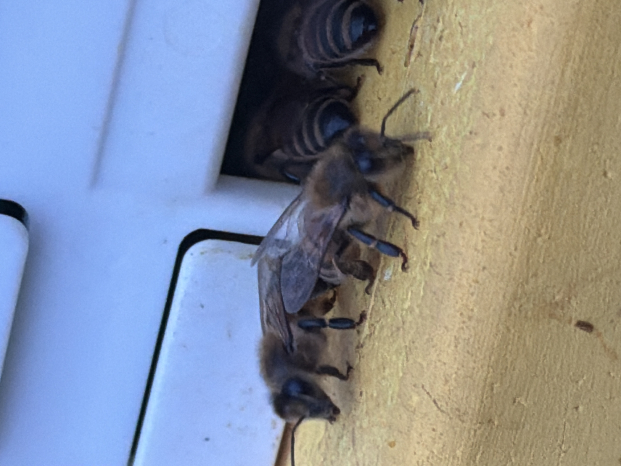 Several bees are clustered around a small opening in a yellow wall next to a white structure. Some bees are inside the opening, while others are on the surface of the wall. The background is blurry. This image does not provide enough information to confirm the location as Ol'khovo, Russia.