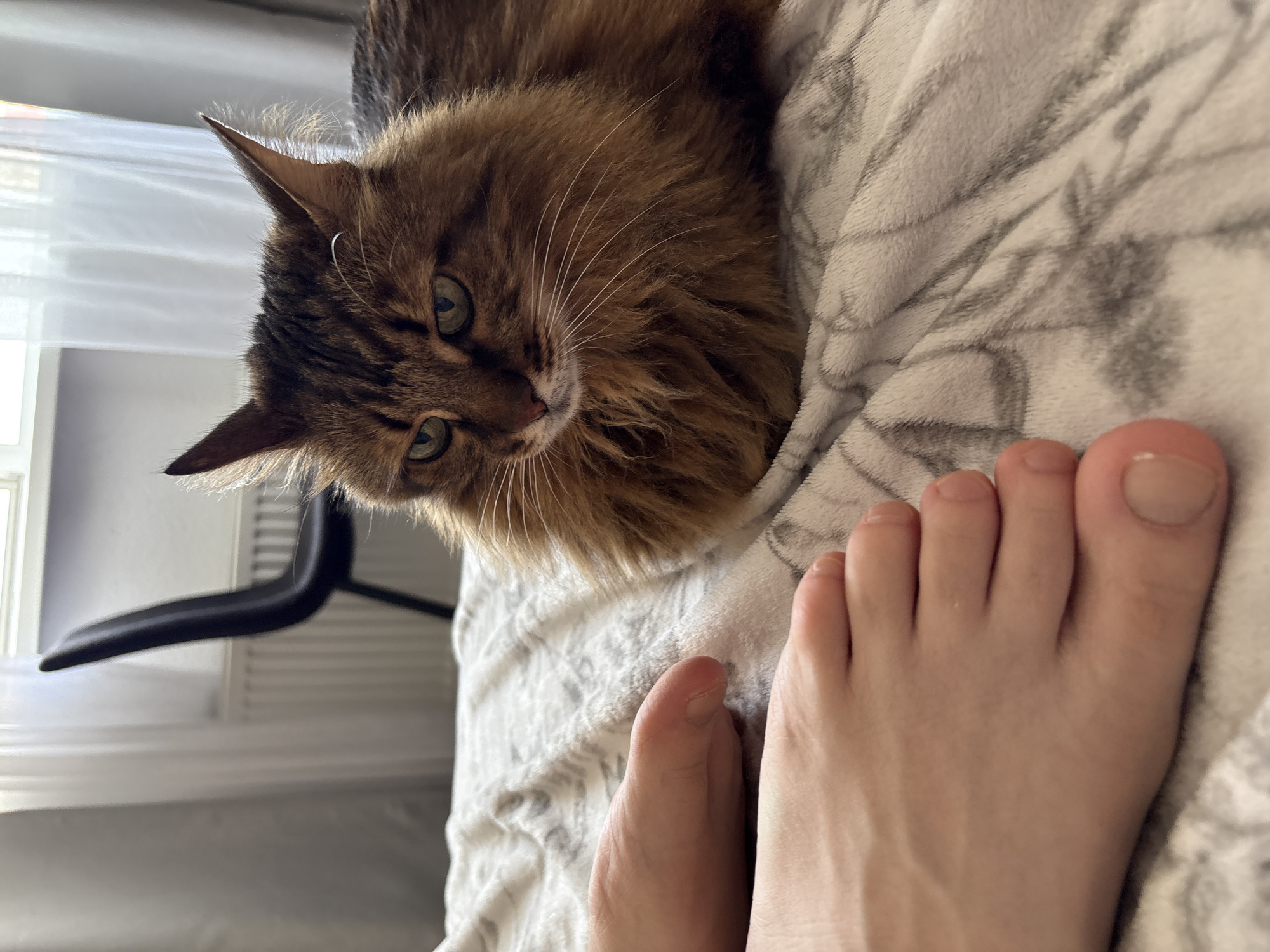 A medium shot shows a brown and black tabby cat lying on a blanket with a gray and white pattern. The cat's head is turned to the left, and its green eyes are looking forward. Its long, fluffy fur covers its body. In the foreground, two human feet are visible, resting on the same blanket. The feet are bare and appear to be resting on the blanket. In the background, a black chair with a high back is positioned in front of a window with sheer white curtains. A radiator is visible below the window. The lighting suggests it is daytime. The image is taken indoors, likely in a bedroom or living room, on a blanket that has a repeating abstract pattern. The environment does not provide any specific information about the location in Kyiv, Ukraine.