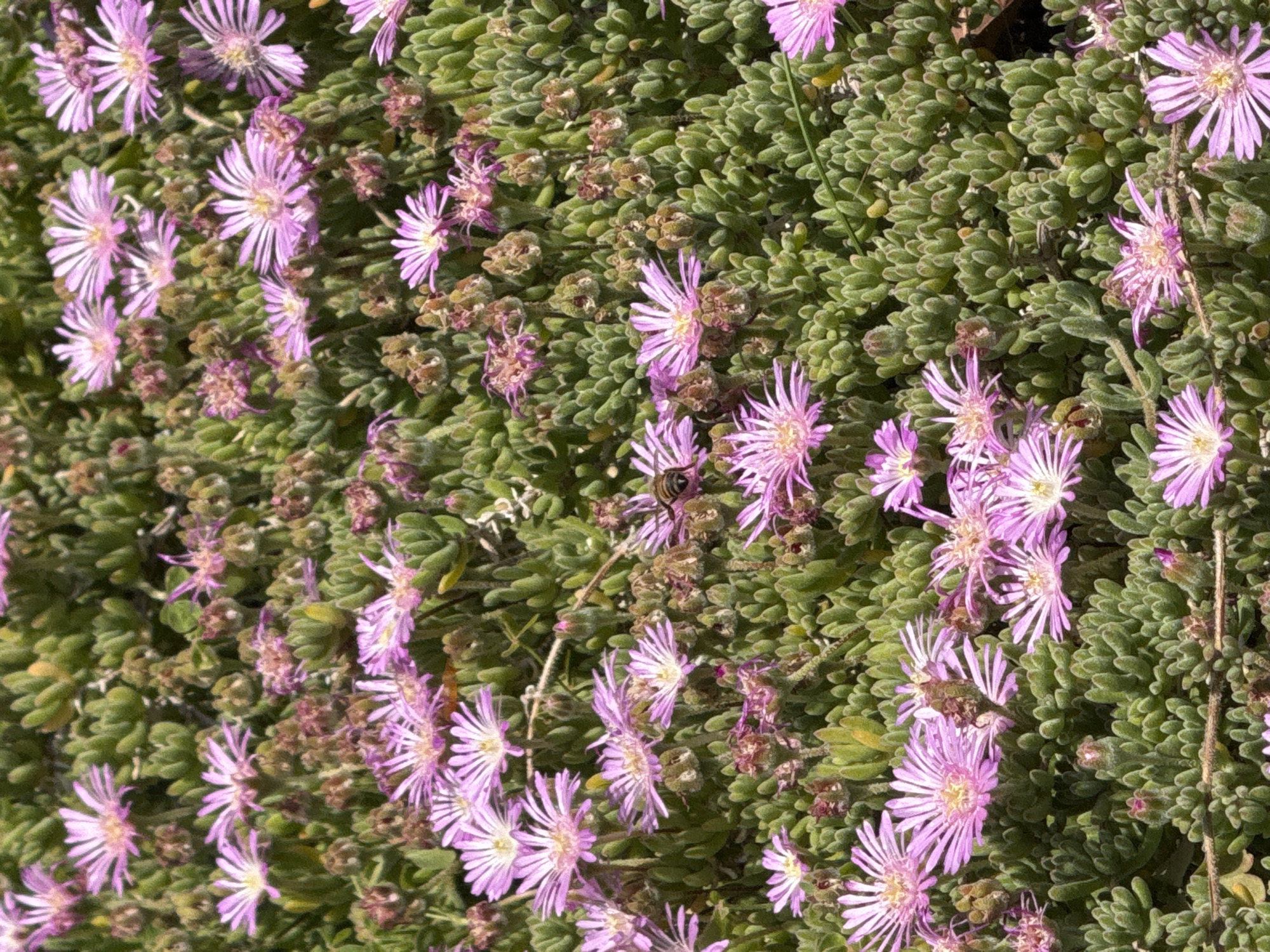 The image captures a close-up view of a dense groundcover plant, characterized by its numerous small, fleshy, and textured green leaves. Throughout the lush foliage, a multitude of vibrant flowers are in full bloom. These flowers are small, star-shaped, and display shades of lavender and light pink, each featuring numerous slender petals radiating from a pale yellow or white central disc. A small insect, possibly a bee, is visible perched on one of these delicate flowers in the upper central area of the frame, suggesting it is foraging or pollinating. The scene is brightly illuminated by natural light, indicating a sunny daytime. The overall impression is one of natural beauty and ecological activity. There is no visible text in the image. The location context for this scene is Puebla, Mexico.