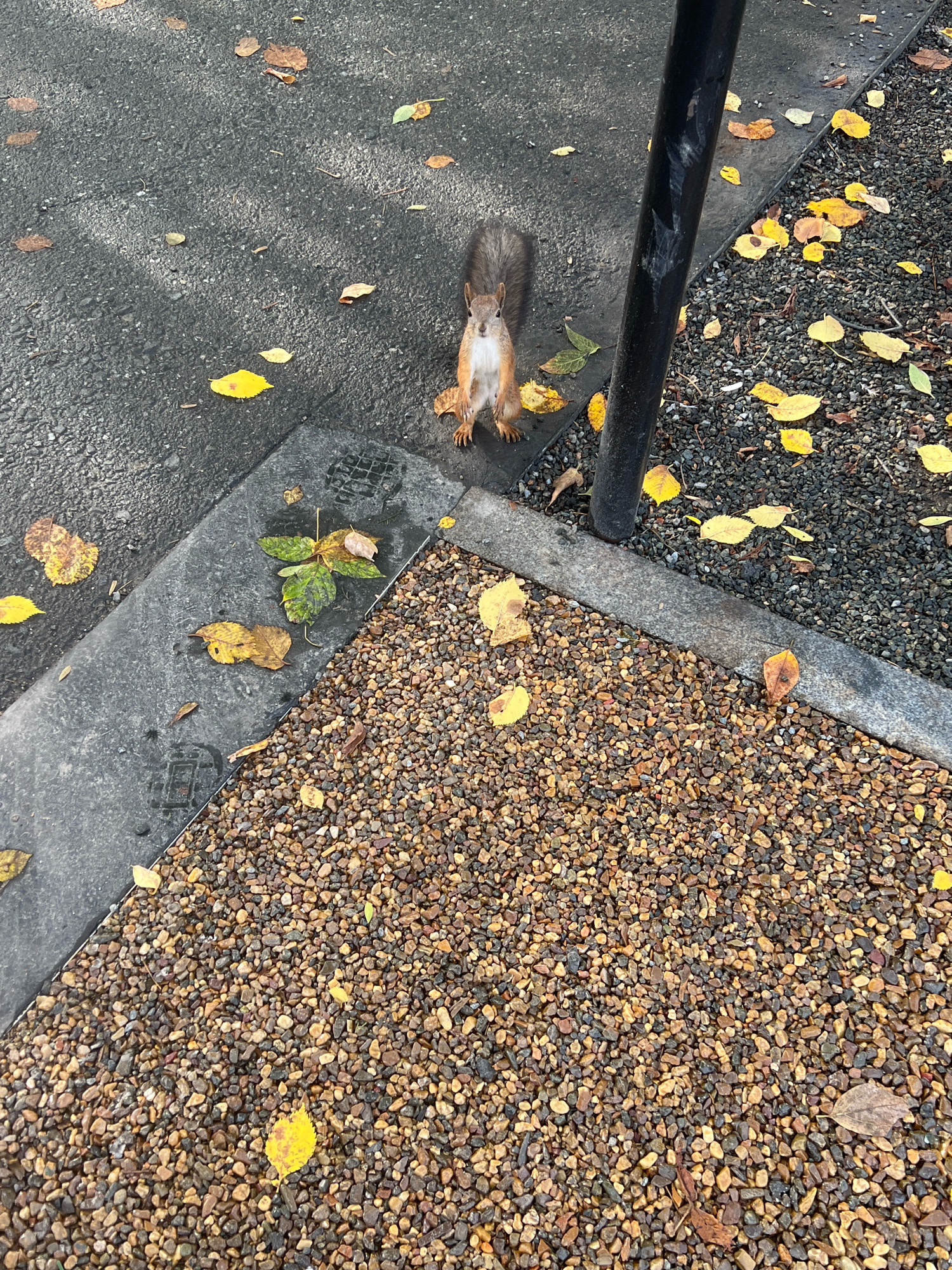 The image shows a squirrel standing on asphalt next to a grey concrete border, with a section of gravel next to the border. Yellow and brown autumn leaves are scattered across the asphalt and gravel. A black metal pole is visible to the right of the squirrel. The scene is outdoors in Yekaterinburg, Russia, during autumn.