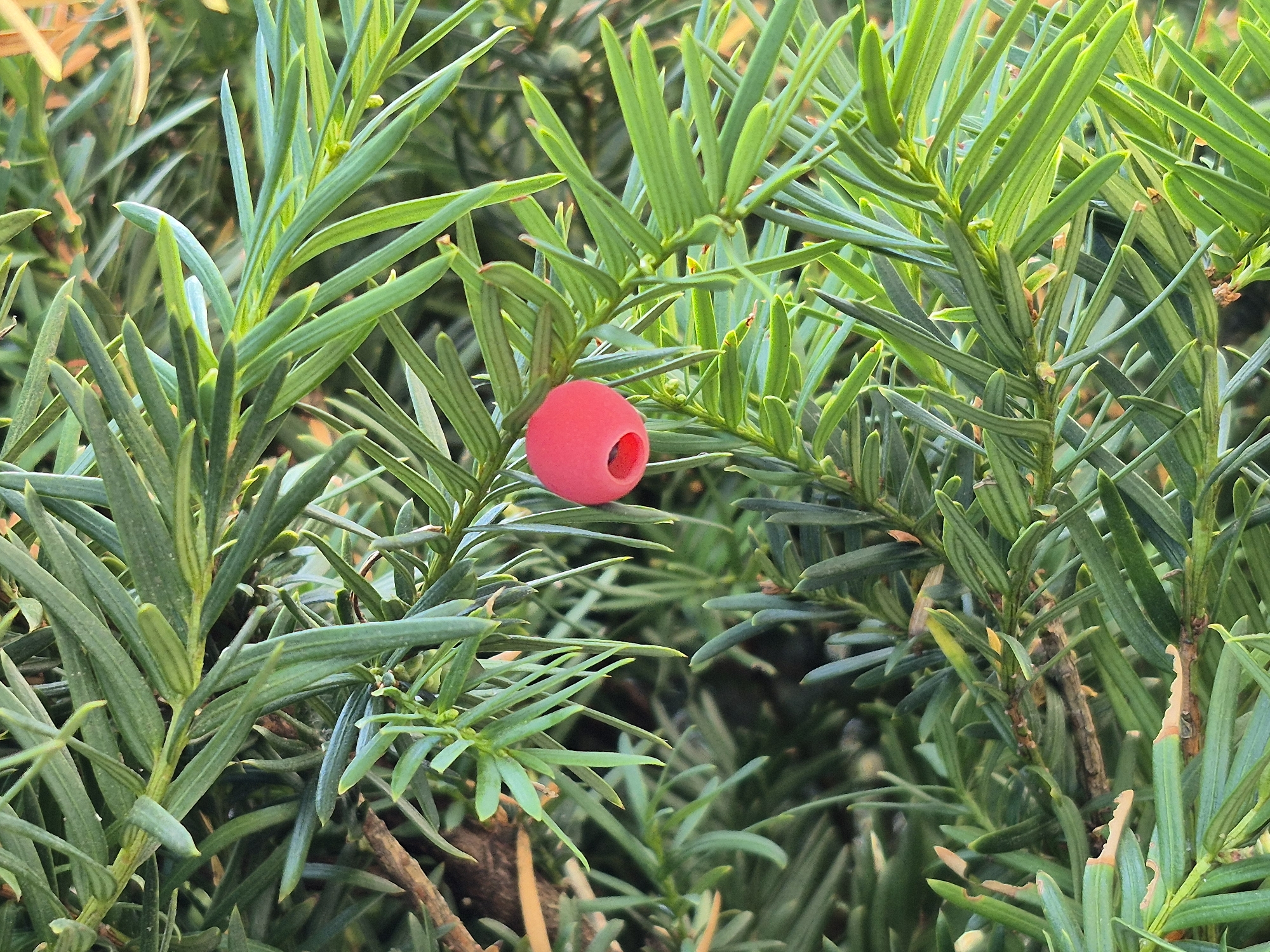 A close-up, eye-level shot captures a single, vibrant red berry nestled amongst the dense, dark green needles of a yew tree. The berry, which appears to be a yew tree's aril, is ovoid in shape with a prominent, dark opening at its tip. The surrounding needles are slender and sharp, creating a textured backdrop. The lighting suggests an outdoor setting, possibly in the late afternoon, casting subtle highlights on the foliage. The image does not contain any people or discernible actions. The specific location in Schwäbisch Gmünd, Germany, is not visually identifiable from the provided image.