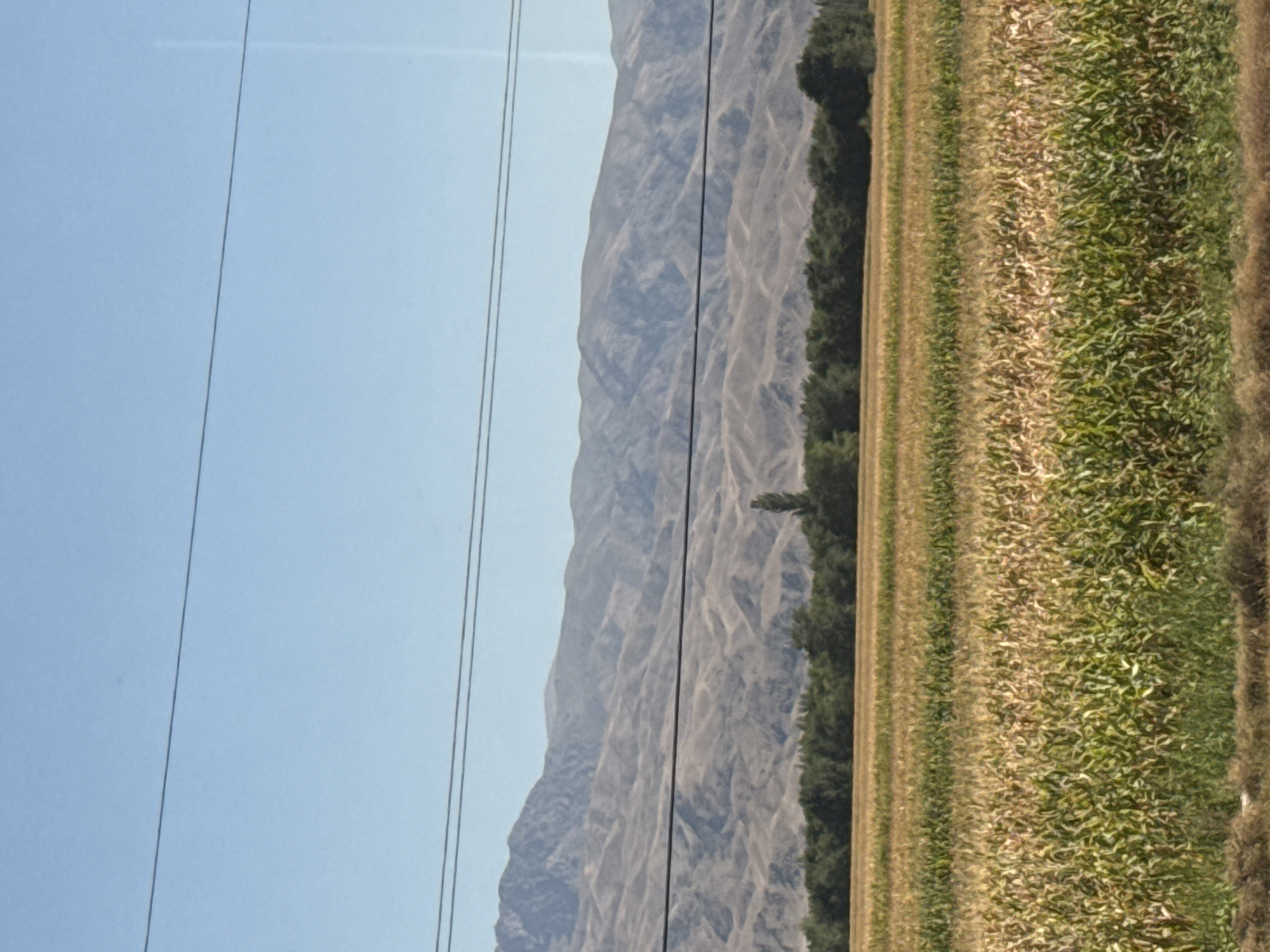 The image shows a rural landscape in Orlovka, Kyrgyzstan. In the foreground, a field of corn is ripening, with stalks of varying shades of green and yellow. Beyond the cornfield, a dense line of dark green trees forms a treeline. In the background, rolling, barren hills rise up, with a sharp, jagged mountain range in the distance. The sky above is a clear, pale blue, with two horizontal power lines stretching across the frame. The lighting suggests it is a sunny day, likely in the late afternoon or early morning given the warm tones of the cornfield and the subtle shadows on the hills. There are no people or animals visible in the scene.
