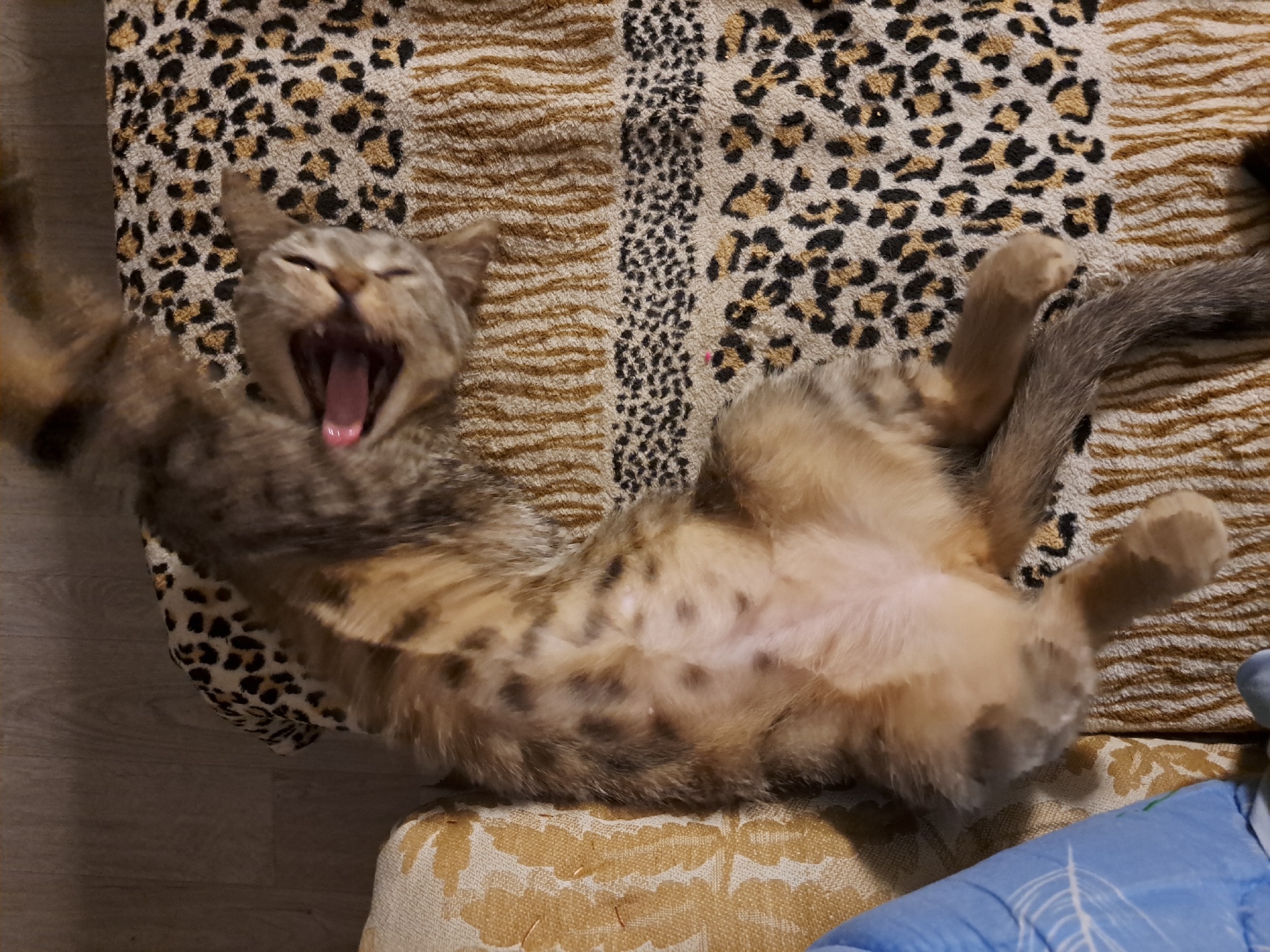 A young tabby cat is lying on its back on a striped and leopard-print blanket, yawning. The cat's eyes are closed, and its mouth is wide open, revealing its pink tongue and teeth. Its paws are extended upwards. The blanket is placed on a couch. The background shows a wooden floor. The image does not provide any information that would allow for the determination of its location in Vypasne, Ukraine.