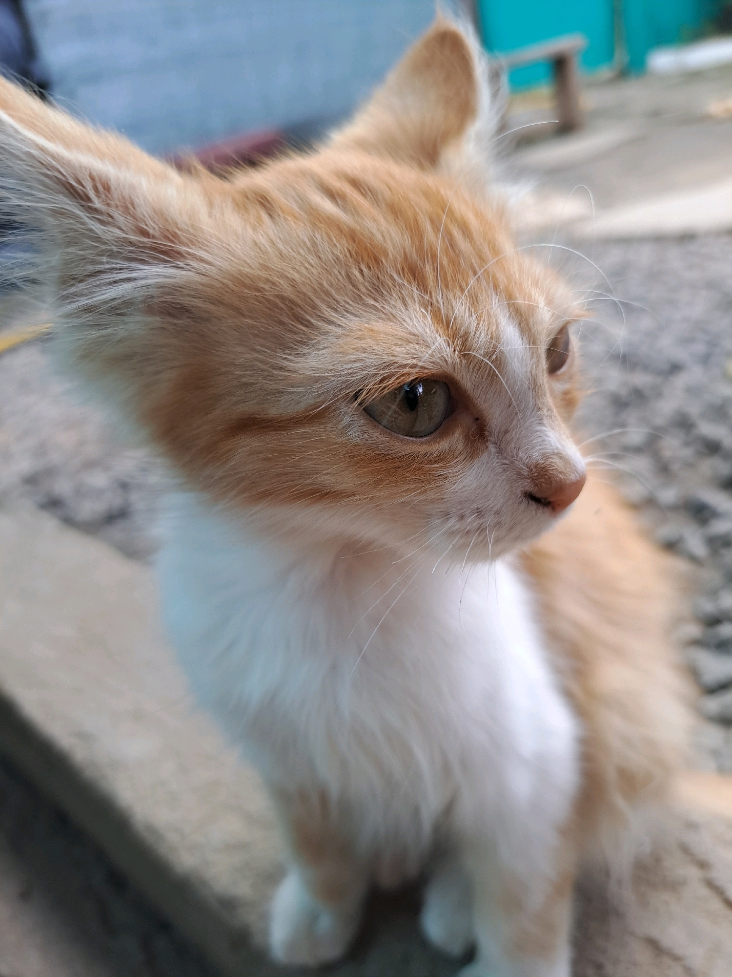 A close-up, eye-level, medium shot captures an orange and white kitten sitting on a concrete ledge. The kitten is looking to the right, with its head tilted slightly. Its fur is fluffy and appears to be in good condition. The background is blurred, showing a grey, gravelly surface and a hint of turquoise wall and wooden furniture, suggesting an outdoor, possibly urban, environment. The lighting is natural and slightly diffused. No people are visible in the frame. The image was taken in the city of Vypasne, Ukraine.