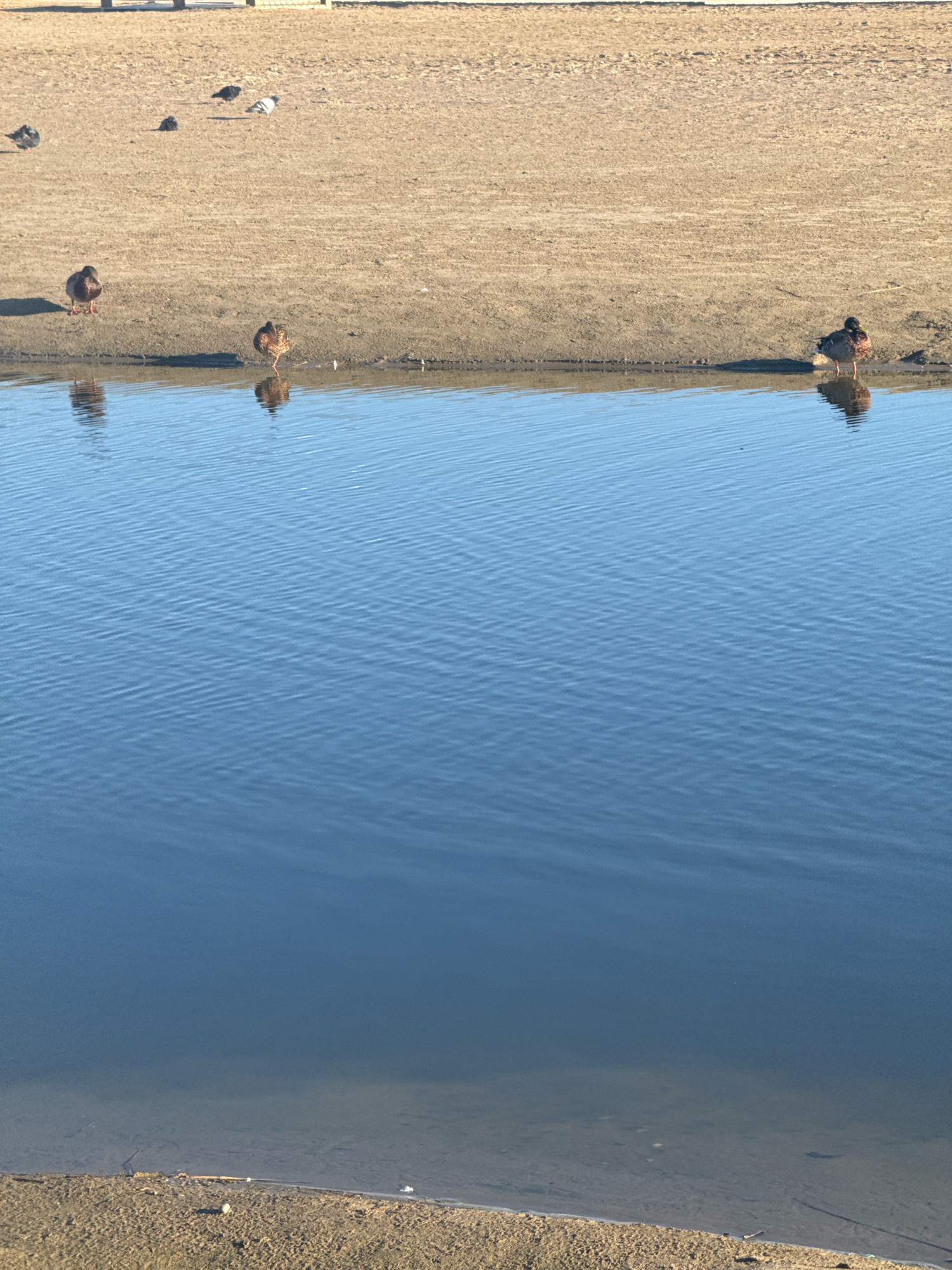 A body of water with ripples is in the foreground, reflecting a clear blue sky. The water's edge transitions to a sandy embankment where several ducks are present. In the background, more ducks and some pigeons are scattered across the sandy area, which appears to be a beach or park. The scene is likely located in Anapa, Russia, a city known for its Black Sea coast.