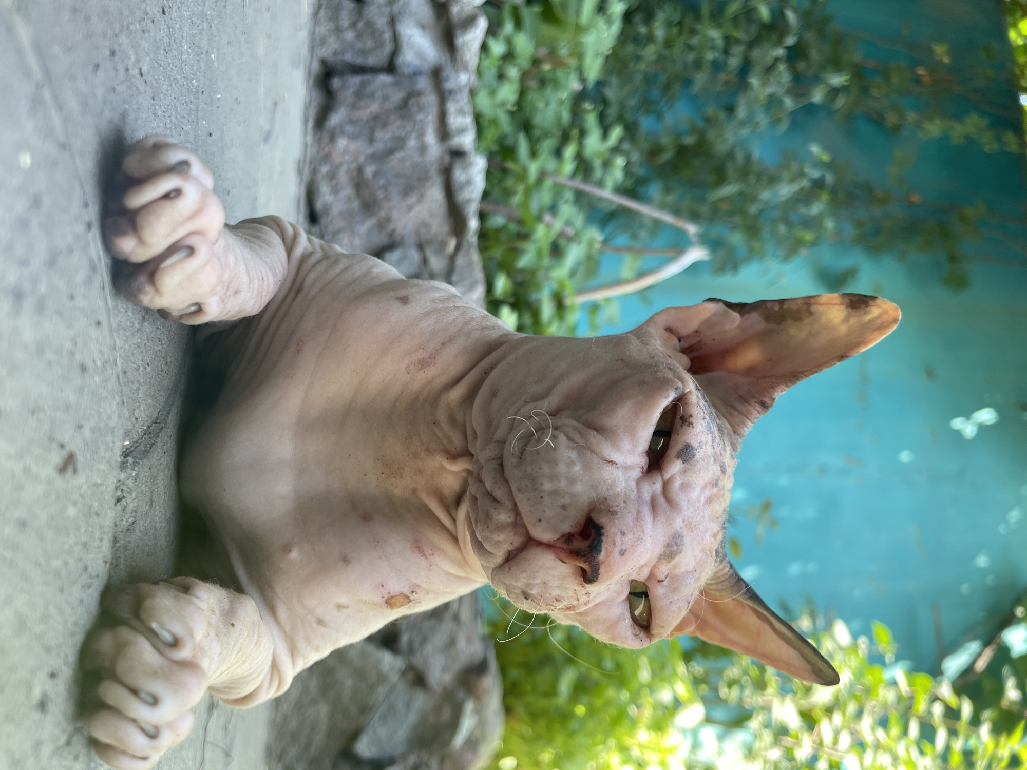 A sphinx cat is lying on a paved surface in front of a low stone wall. Behind the wall, lush green foliage is visible against a bright turquoise-colored background, possibly a wall or building. The cat is light-skinned with visible wrinkles and dark spots on its body. Its large ears are pointed upwards and slightly to the sides. The cat's eyes are partially closed and appear green. Its paws are resting on the pavement in front of it, with claws extended. The lighting suggests it is daytime, with sunlight illuminating the scene. The setting is outdoors, likely in a courtyard or garden area. There is no indication of the specific location within Almaty, Kazakhstan.