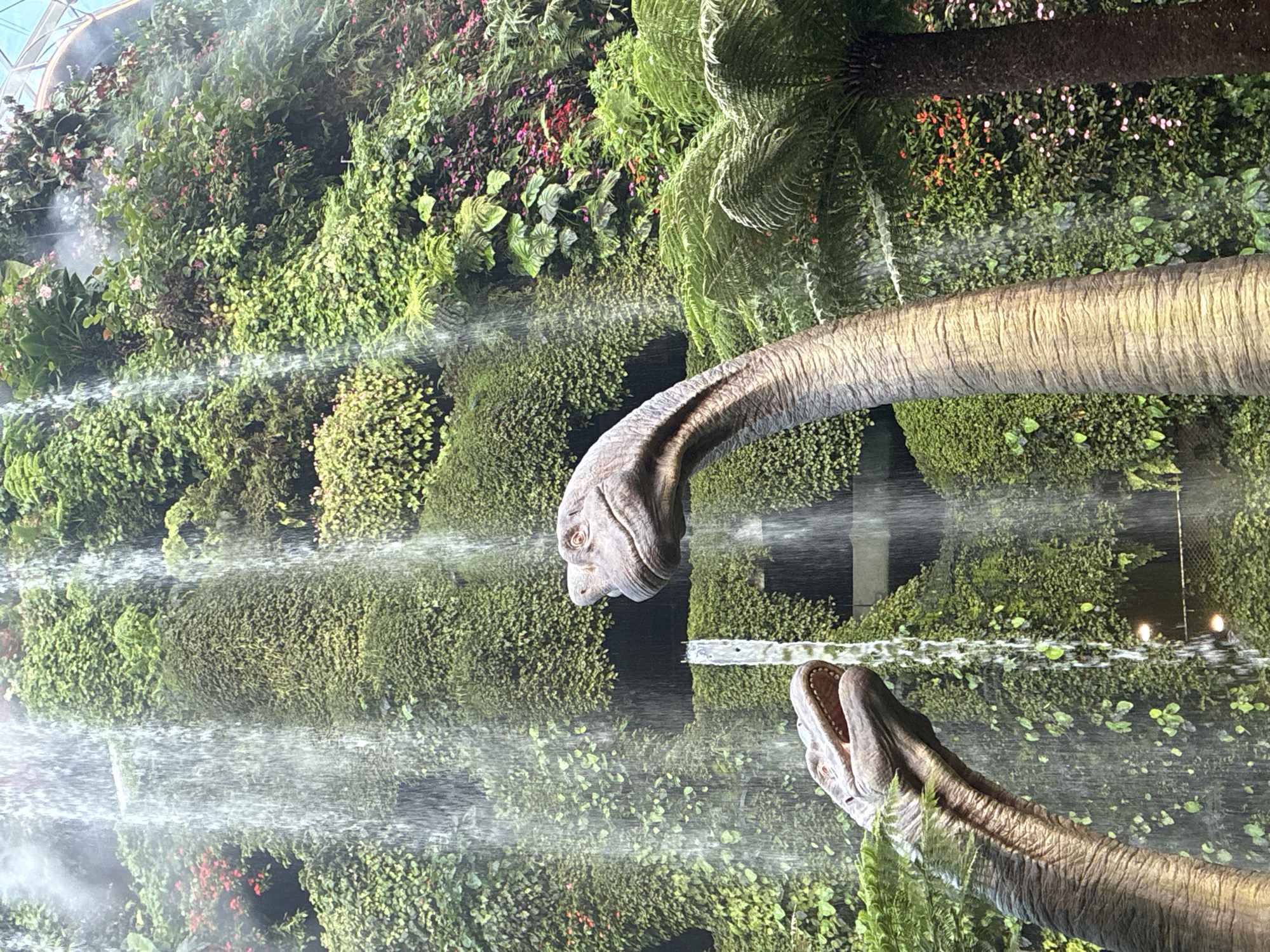 This image captures a scenic view within the Cloud Forest at Gardens by the Bay, Singapore. The foreground features two dinosaur models, a larger one on the right with its head and neck visible, and a smaller one on the left, with its head and neck also in view. Both dinosaur models are brown and appear to be facing towards the left. Behind the dinosaur models, a lush, vertical garden wall is adorned with dense green foliage and vibrant pink flowers. Water cascades down this verdant wall, creating a waterfall effect. In the background, the glass-domed structure of the conservatory is partially visible at the top. The lighting suggests an indoor environment, likely with diffused natural light.