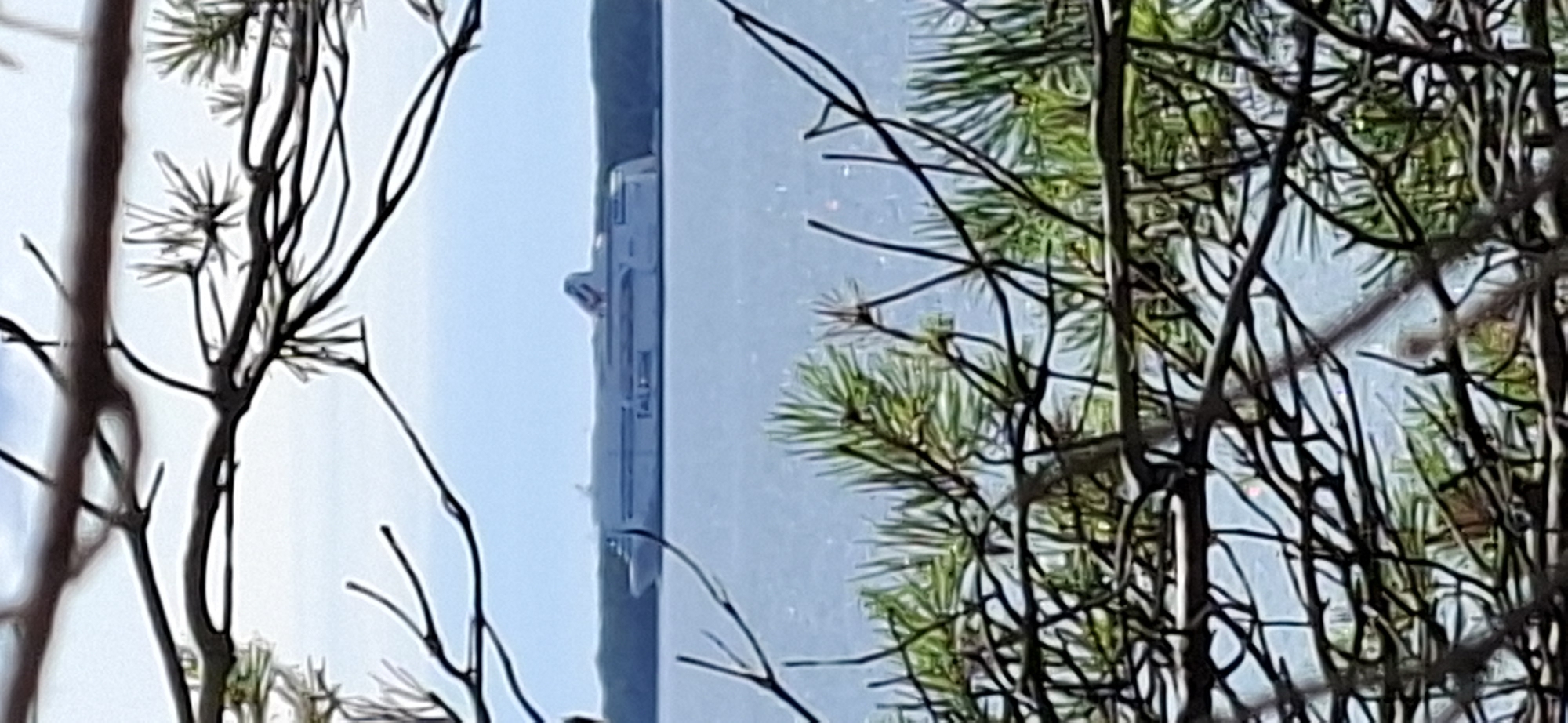 A long, white ferry with the red and white logo of Tallink Silja Line is visible on the water, seen through the branches and needles of pine trees. The ferry is a substantial vessel with multiple decks and a prominent superstructure. The water is a light blue, and the sky is a pale blue with some hazy clouds. The trees in the foreground are dark and textured, with thin branches and short green needles. The overall impression is a view of the sea and a ship from a wooded area on land, likely near the coast. The location is Panga, Estonia.