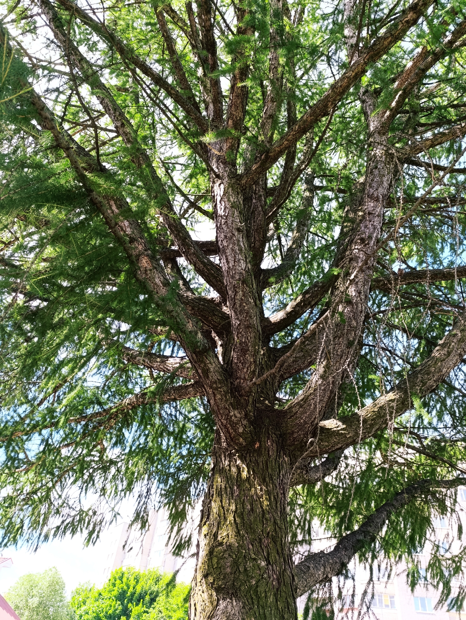 A low-angle shot captures a large, mature larch tree's trunk and branches, reaching towards a bright sky. The tree's thick, textured bark is prominently displayed, with its numerous branches spreading outwards, adorned with light green, feathery foliage. Sunlight filters through the leaves, creating dappled shadows. In the background, out of focus, are hints of urban structures. To the left, a portion of a light-colored building with a pinkish roofline is visible. Further back, a dense canopy of green trees and a tall building with numerous windows are partially obscured by the larch tree's branches. The overall impression is a natural element within an urban setting.
