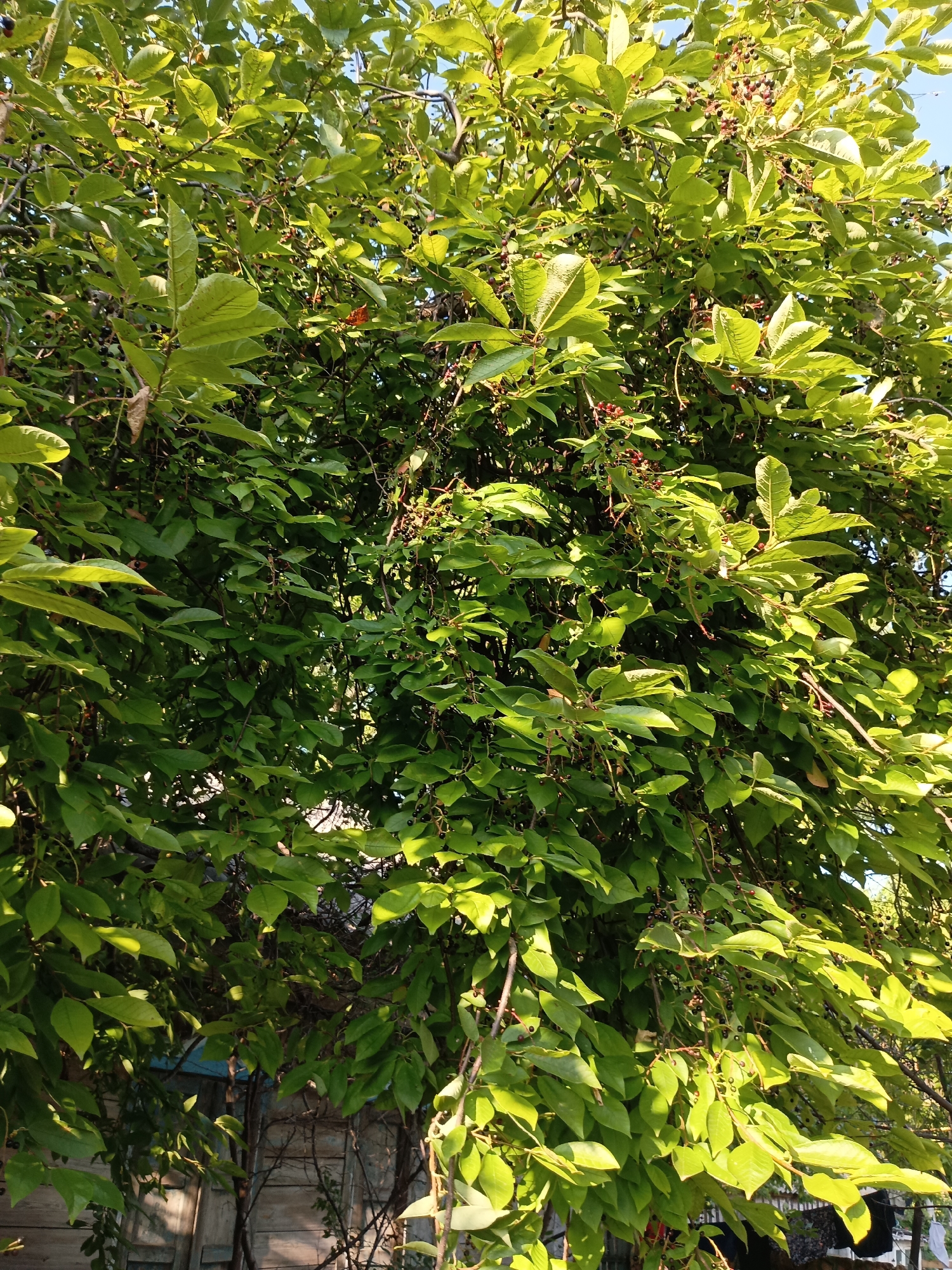 The image shows a dense canopy of a tree with abundant green leaves and small, dark berries. The sunlight filters through the leaves, creating a dappled effect. In the background, parts of a wooden fence and some structures are visible. The overall impression is that of a lush, natural scene, possibly in a garden or park setting within the city of Nikitino, Russia.