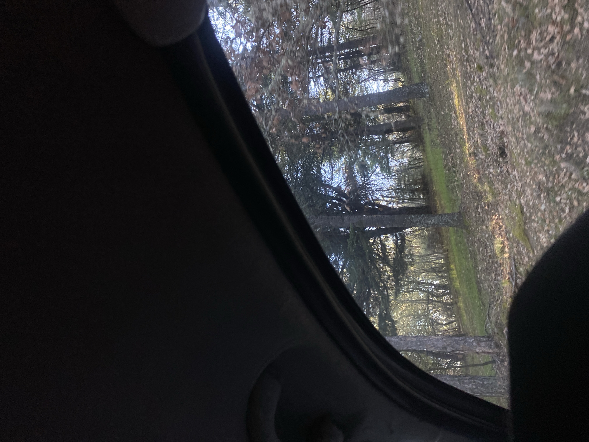 The image is taken from inside a car, looking out the window at a wooded area. The trees are tall and thin, with bare branches. The ground is covered in leaves and some green grass. The exact location in Blagoevgrad, Bulgaria is not discernible from the image. There are no people visible in the image.