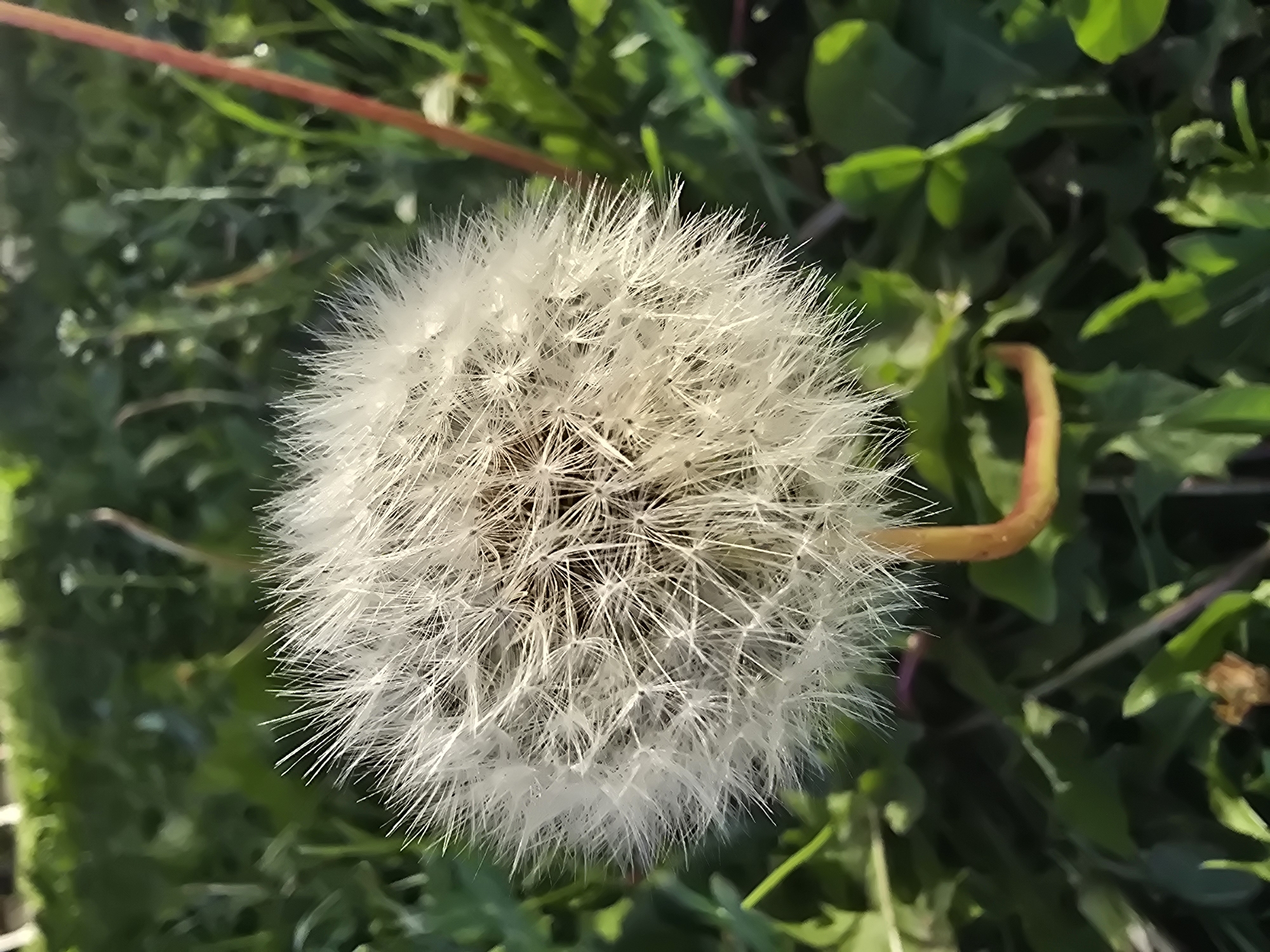 A close-up, high-angle shot captures a dandelion seed head against a blurred green background of grass and foliage. The dandelion is positioned slightly off-center to the left, its spherical, fluffy white structure dominating the foreground. The stem of the dandelion is visible at the bottom, a reddish-yellow curved stalk. The background consists of various green leaves and blades of grass, some with subtle hints of sunlight. A thin, reddish-brown vertical element, possibly a plant stem or twig, is visible on the right side of the frame, out of focus. The overall lighting suggests a bright, outdoor environment. The image was taken in Sofiivska Borshchahivka, Ukraine. There are no people or animals present.